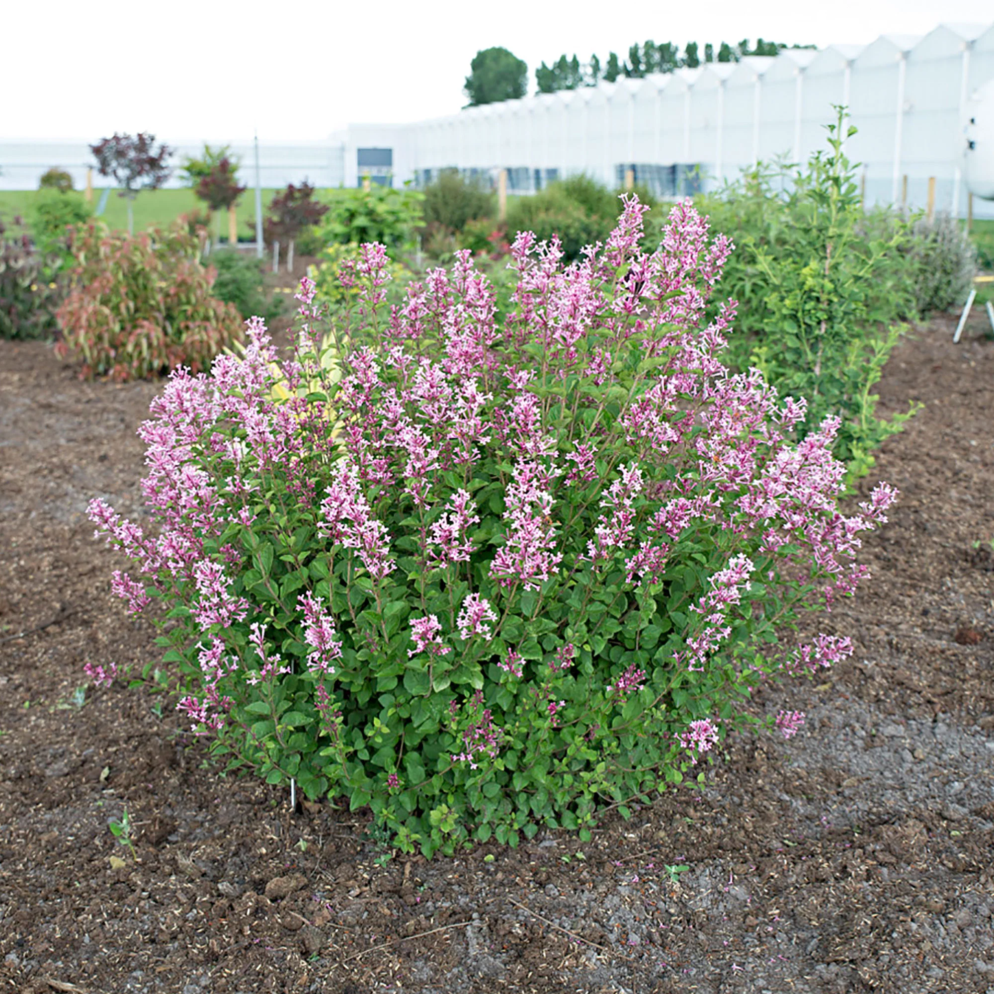 Lilas nain de Corée - Image 6