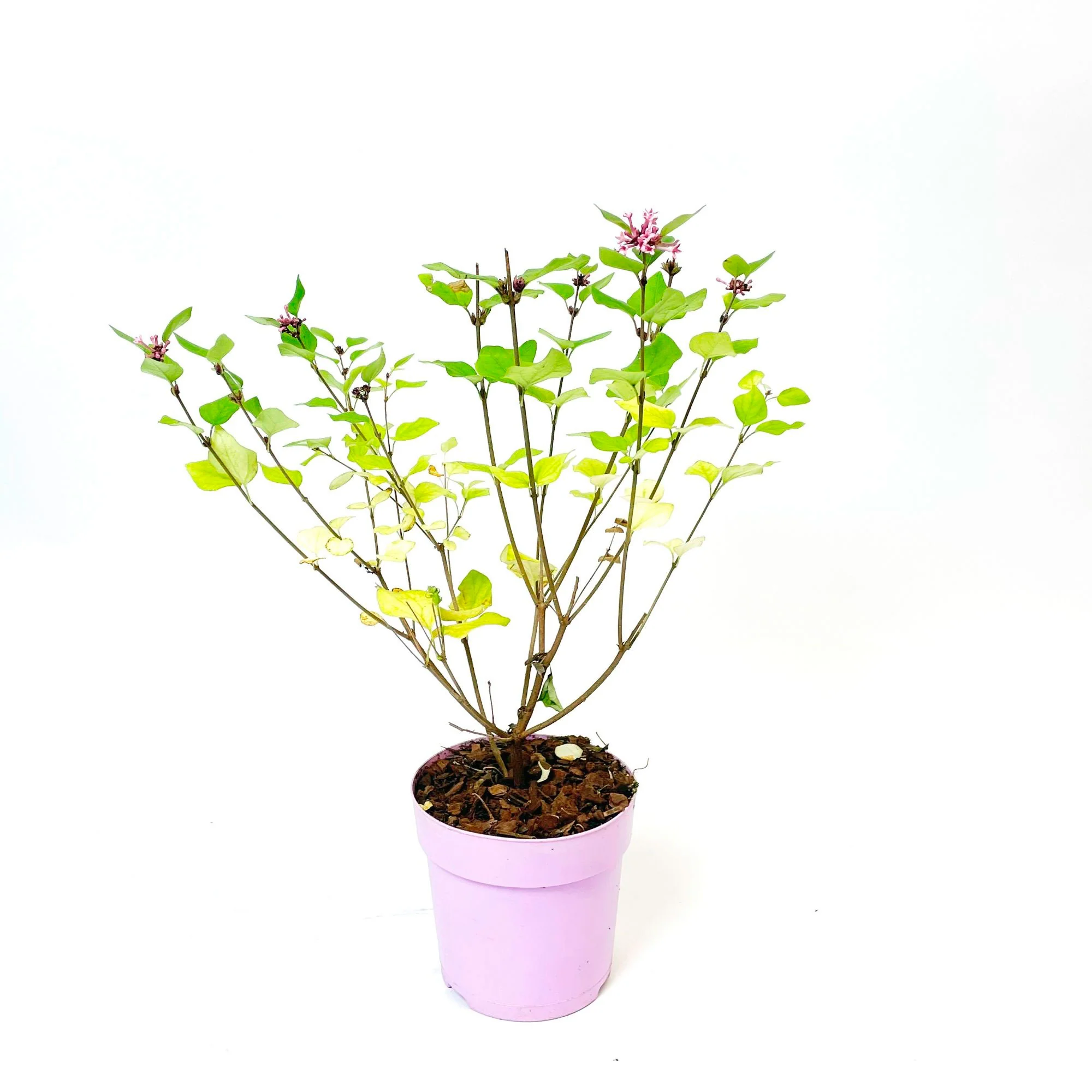 Lilas nain de Corée - Image 8