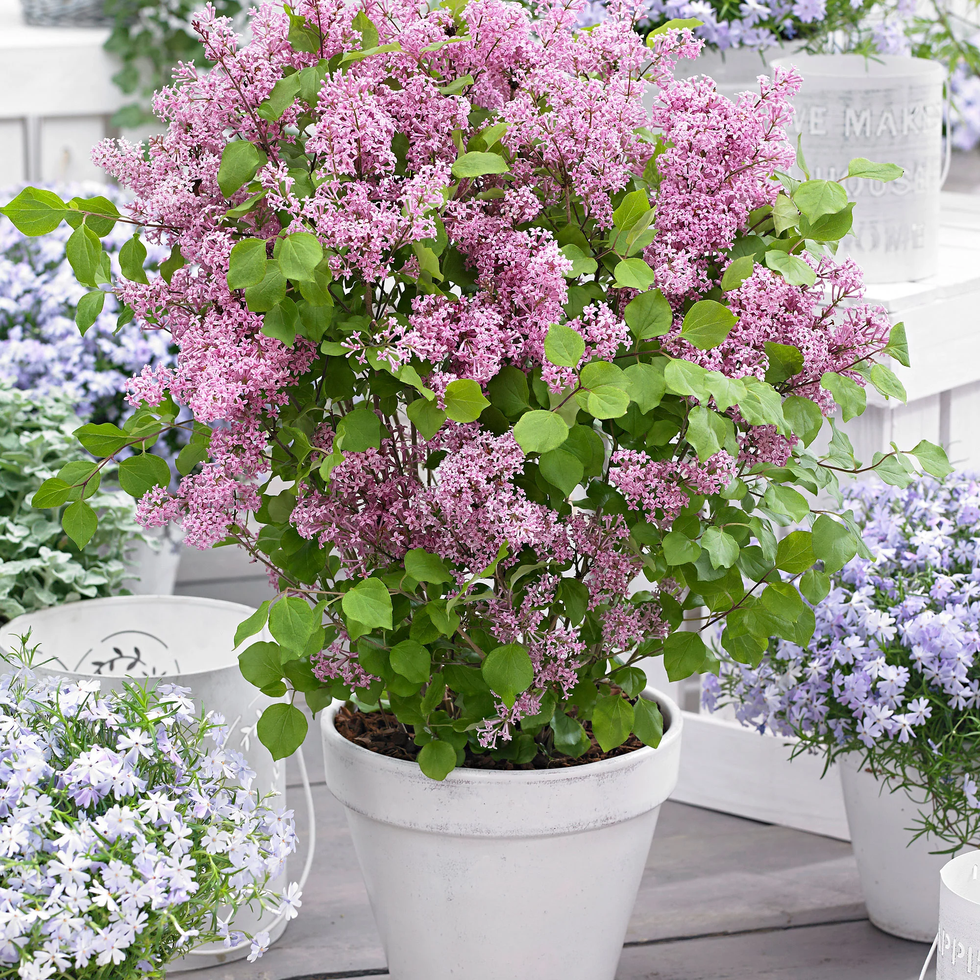Lilas nain 'Flowerfesta Pink' rose - Image 6