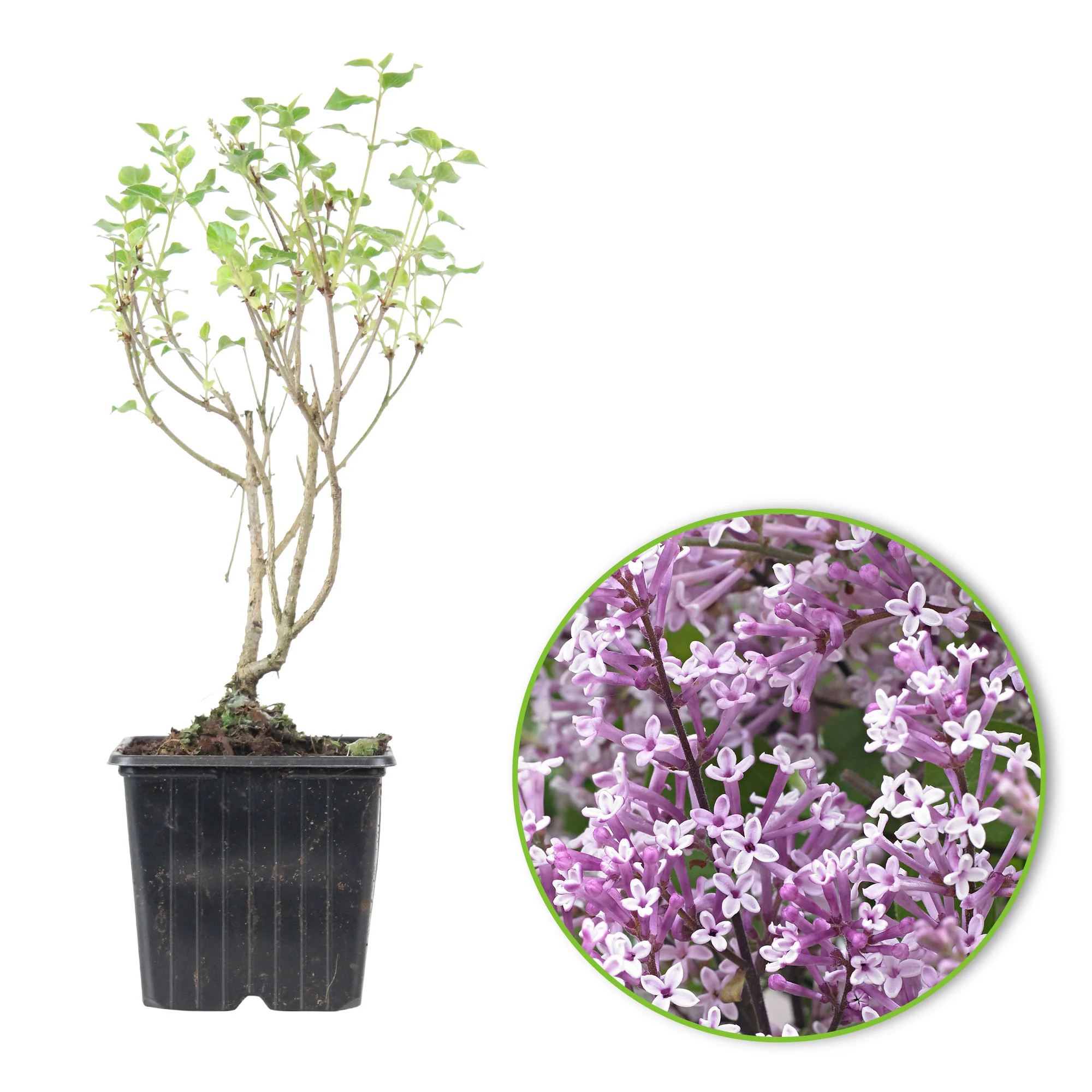 Lilas nain 'Flowerfesta Purple' violet - Image 2