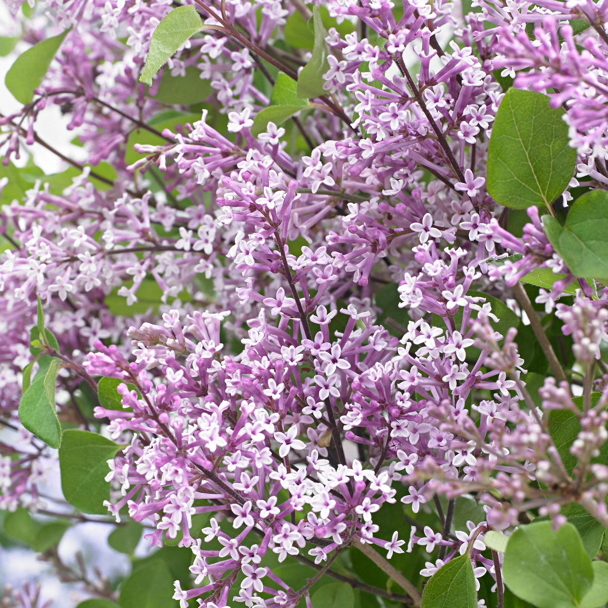 Lilas nain 'Flowerfesta Purple' violet - Image 3