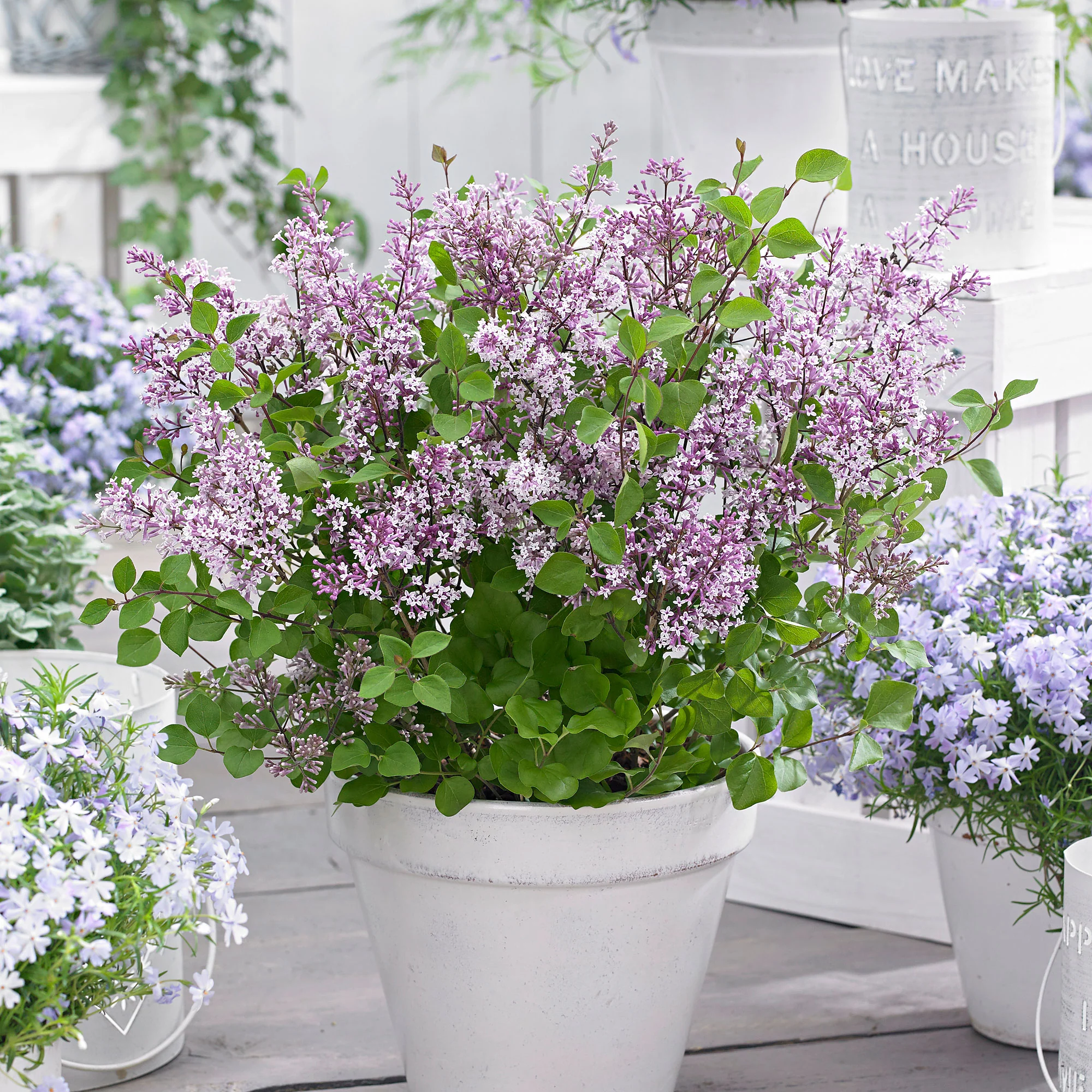 Lilas nain 'Flowerfesta Purple' violet - Image 6