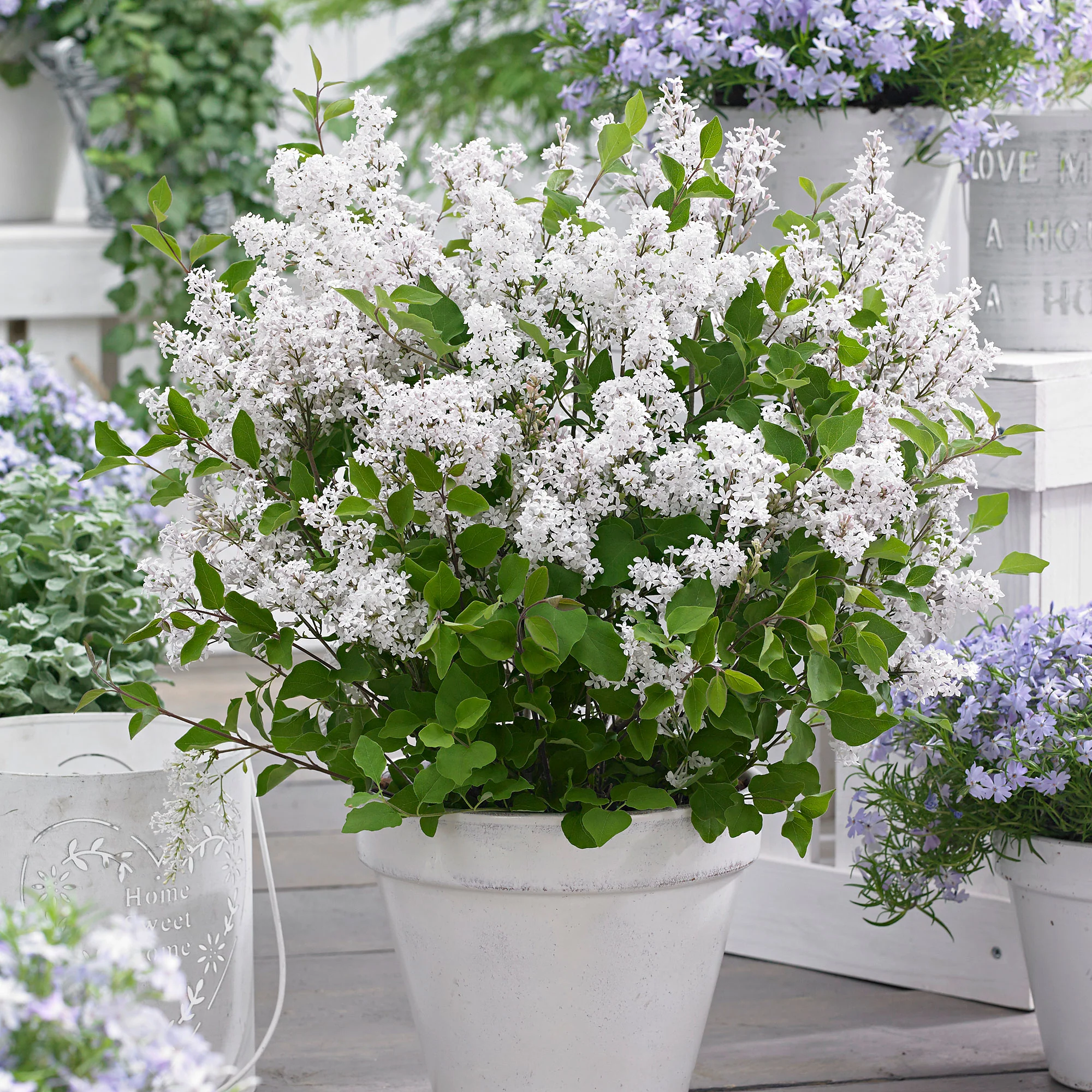 Lilas nain 'Flowerfesta White' blanc