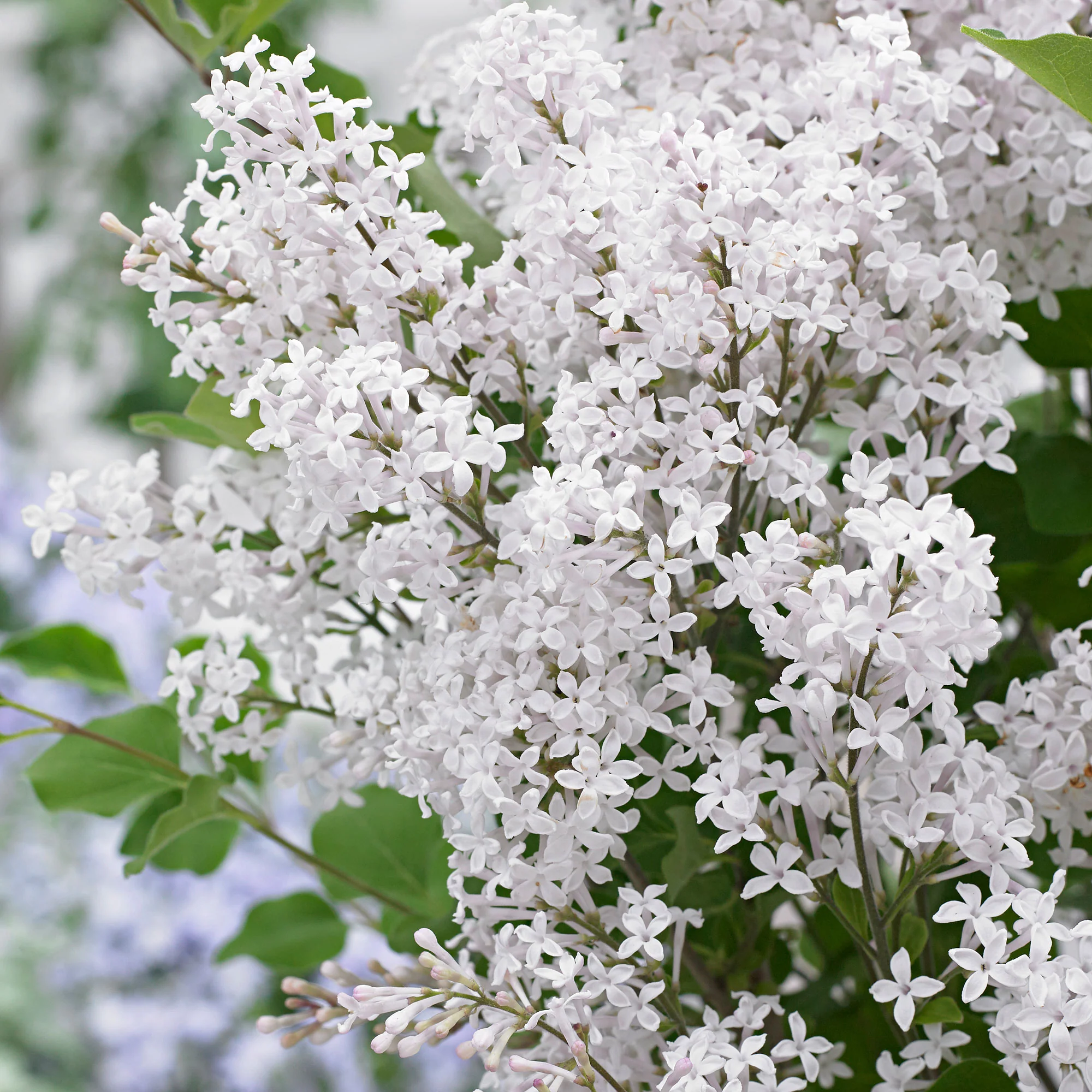 Lilas nain 'Flowerfesta White' blanc - Image 2