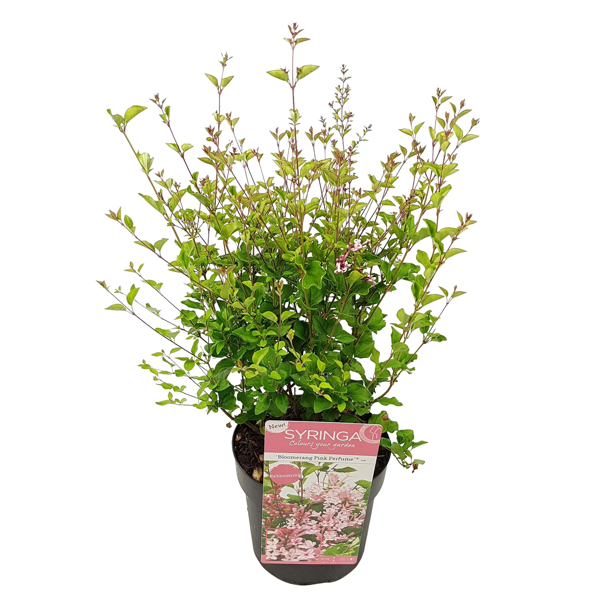 Lilas nain Syringa 'Dark Purple' violet - Image 4