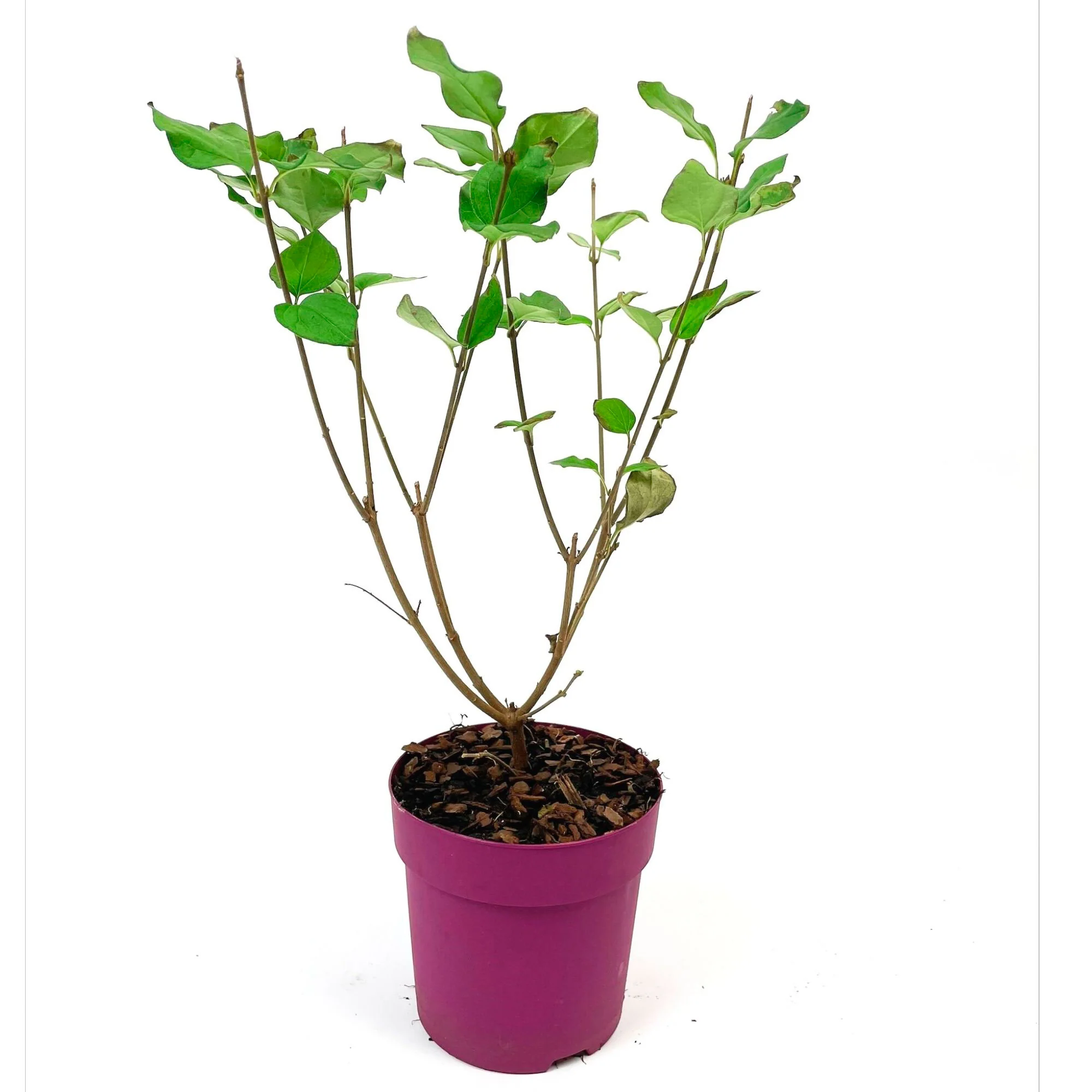 Lilas nain Syringa 'Dark Purple' violet - Image 5