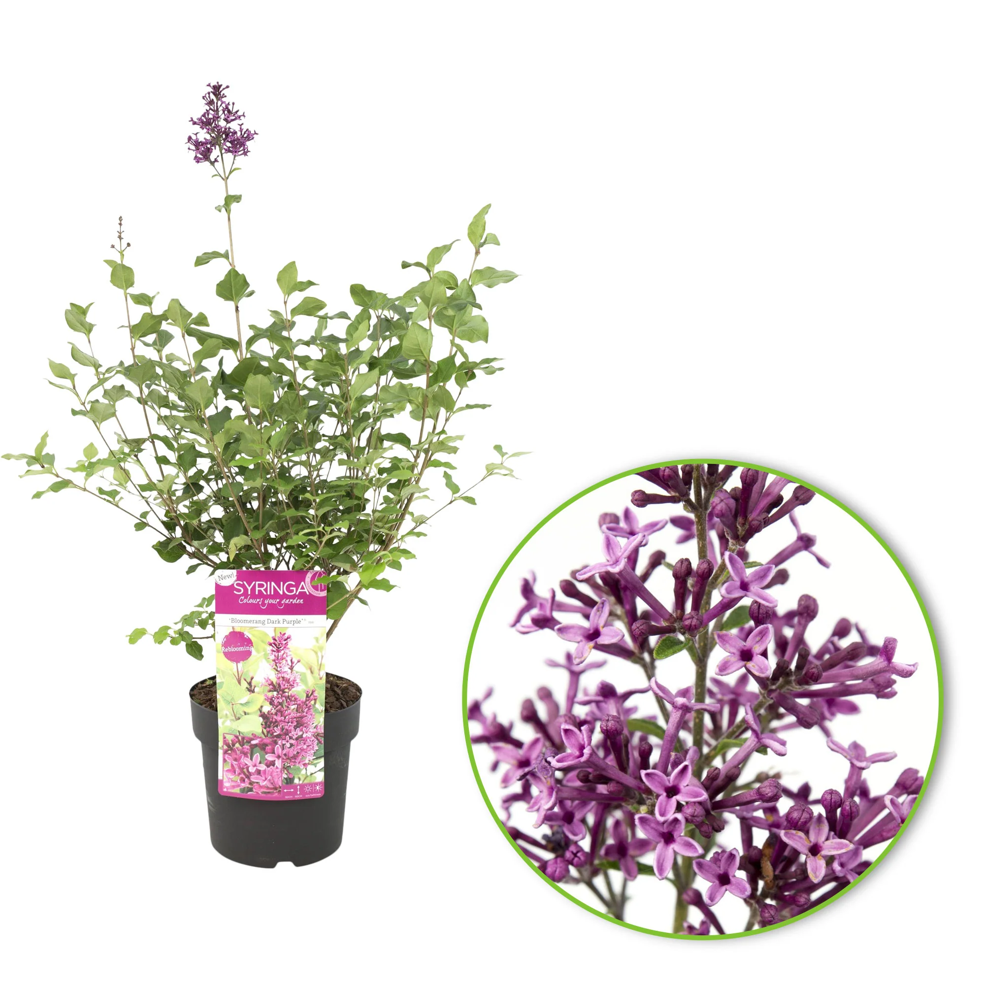 Lilas nain Syringa 'Dark Purple' violet - Image 6