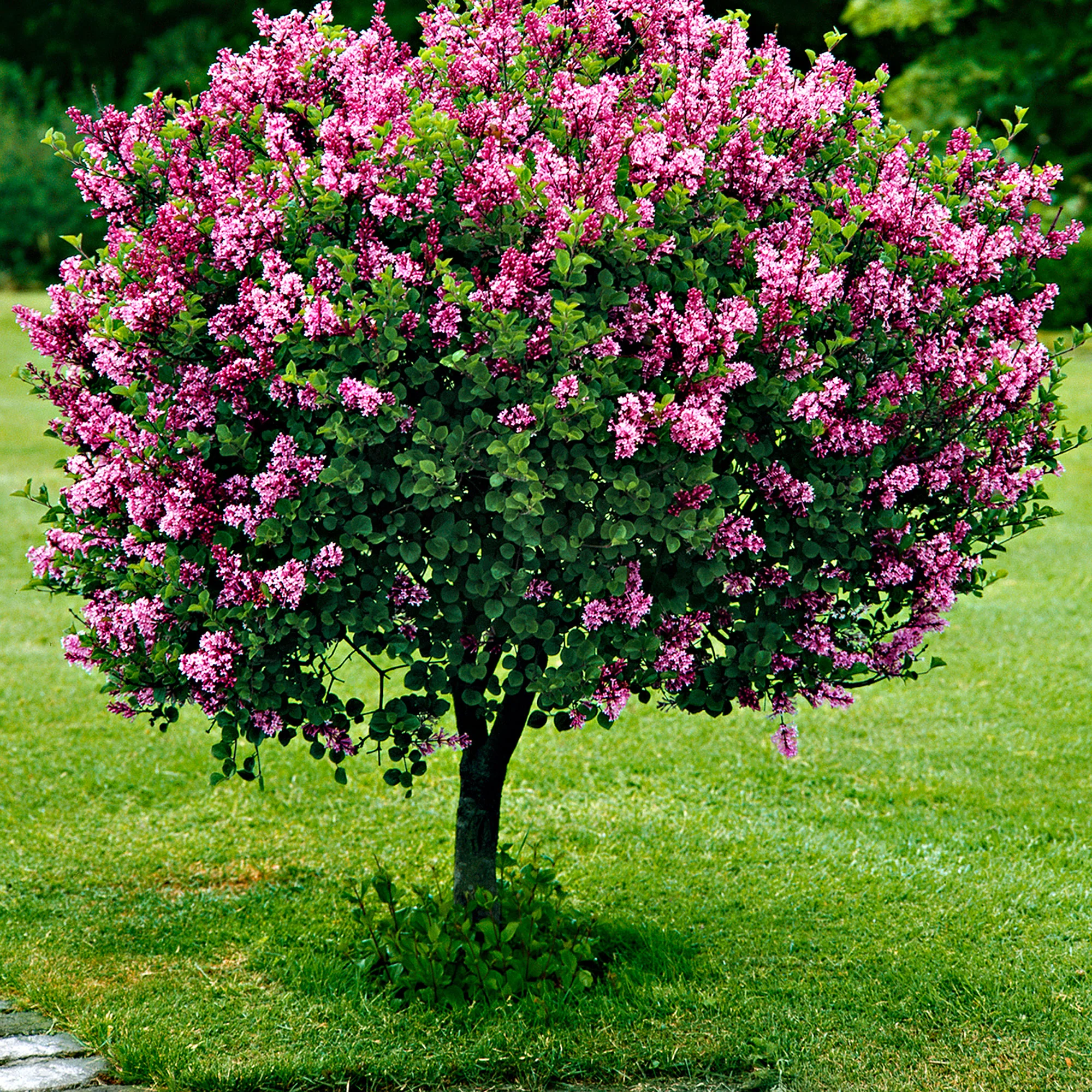 Lilas nain Syringa ‘Palibin’ Violet sur tige