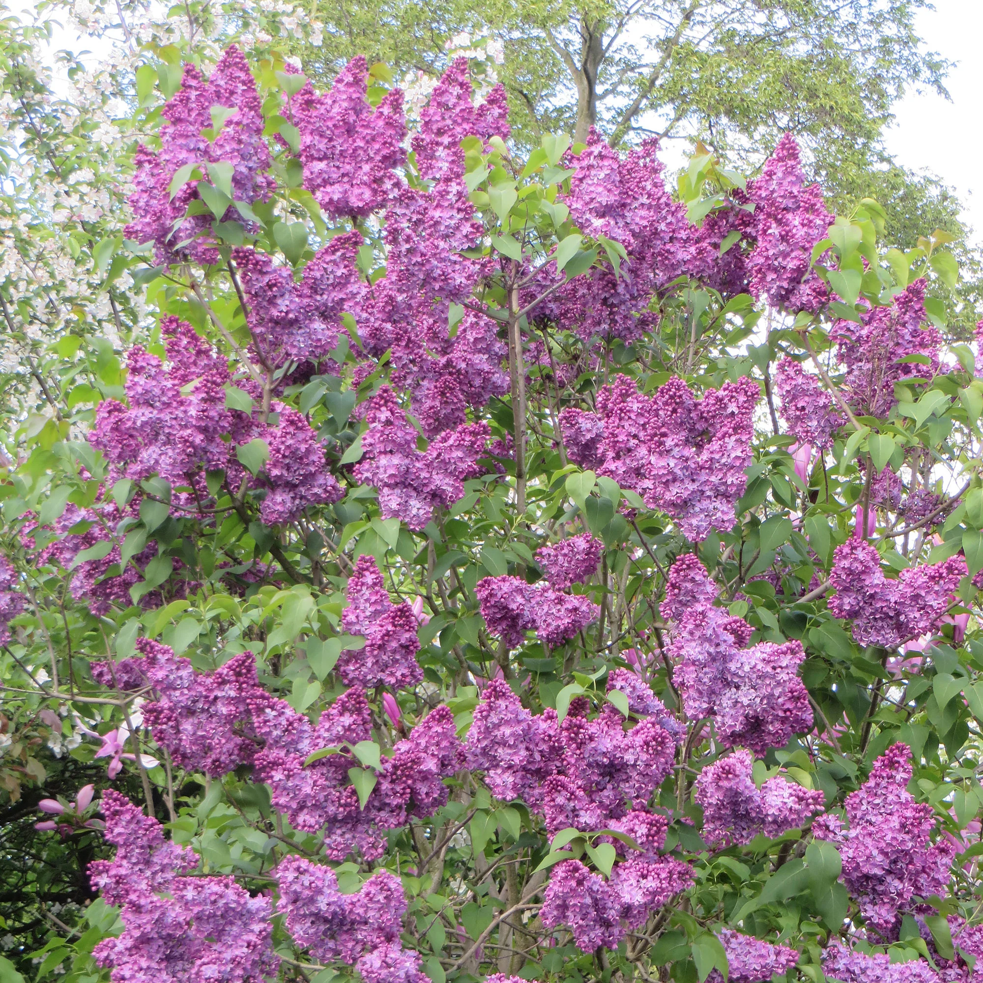 Lilas  Violet - Image 3