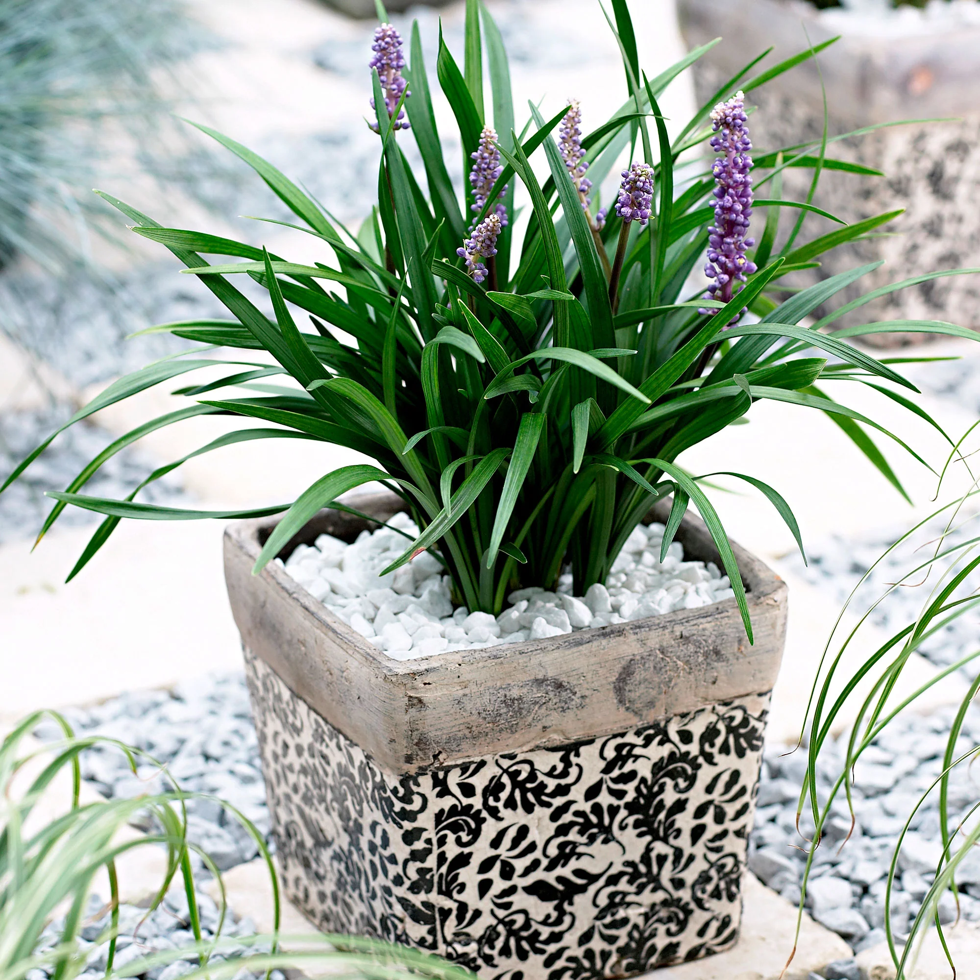 Liliacées Liriope 'Ingwersen' violet - Image 2