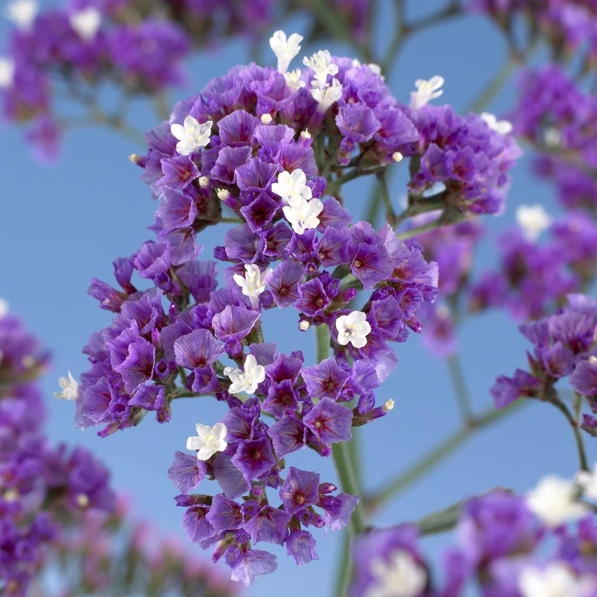 Limonium 'Salt Lake' - Image 2