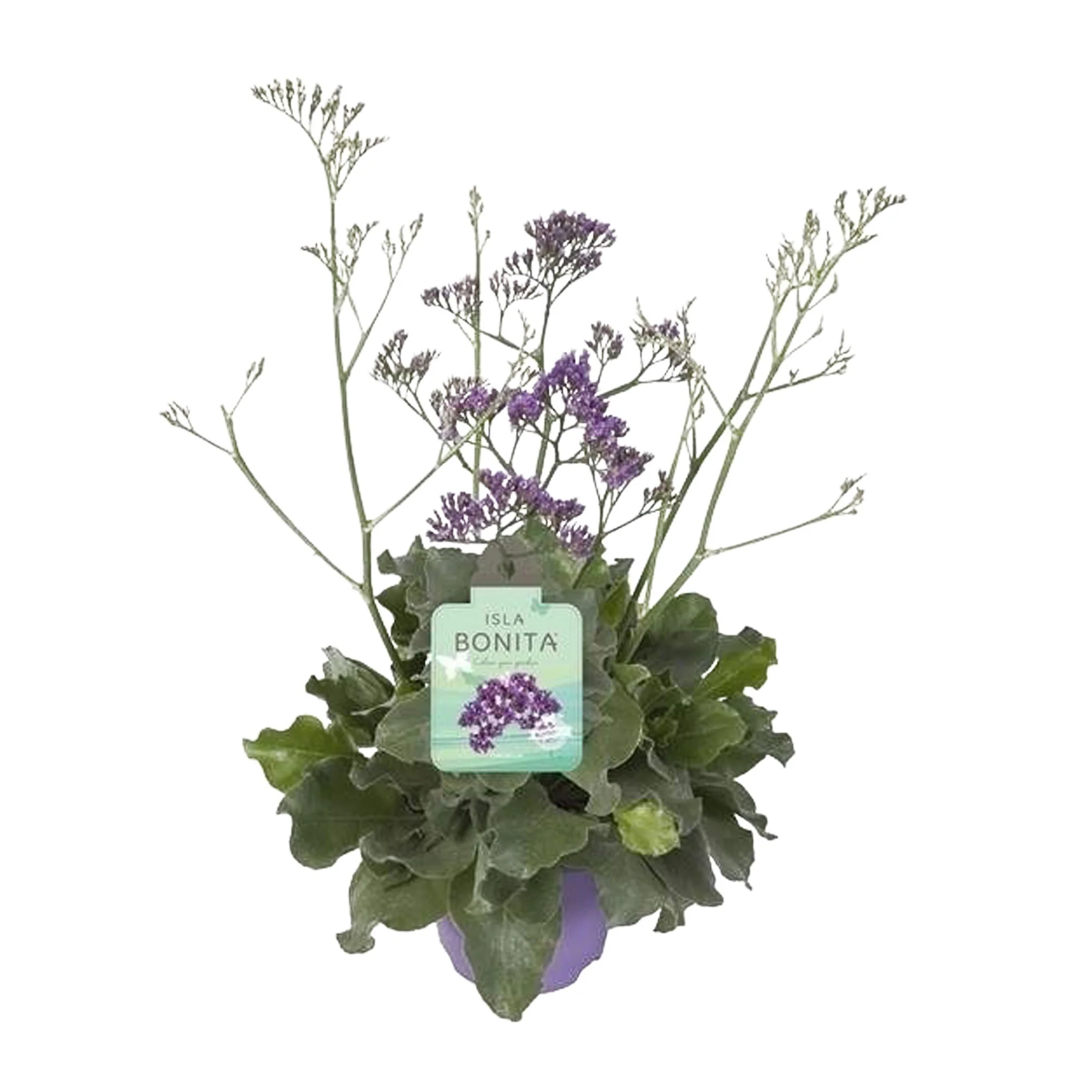 Limonium 'Salt Lake' - Image 3