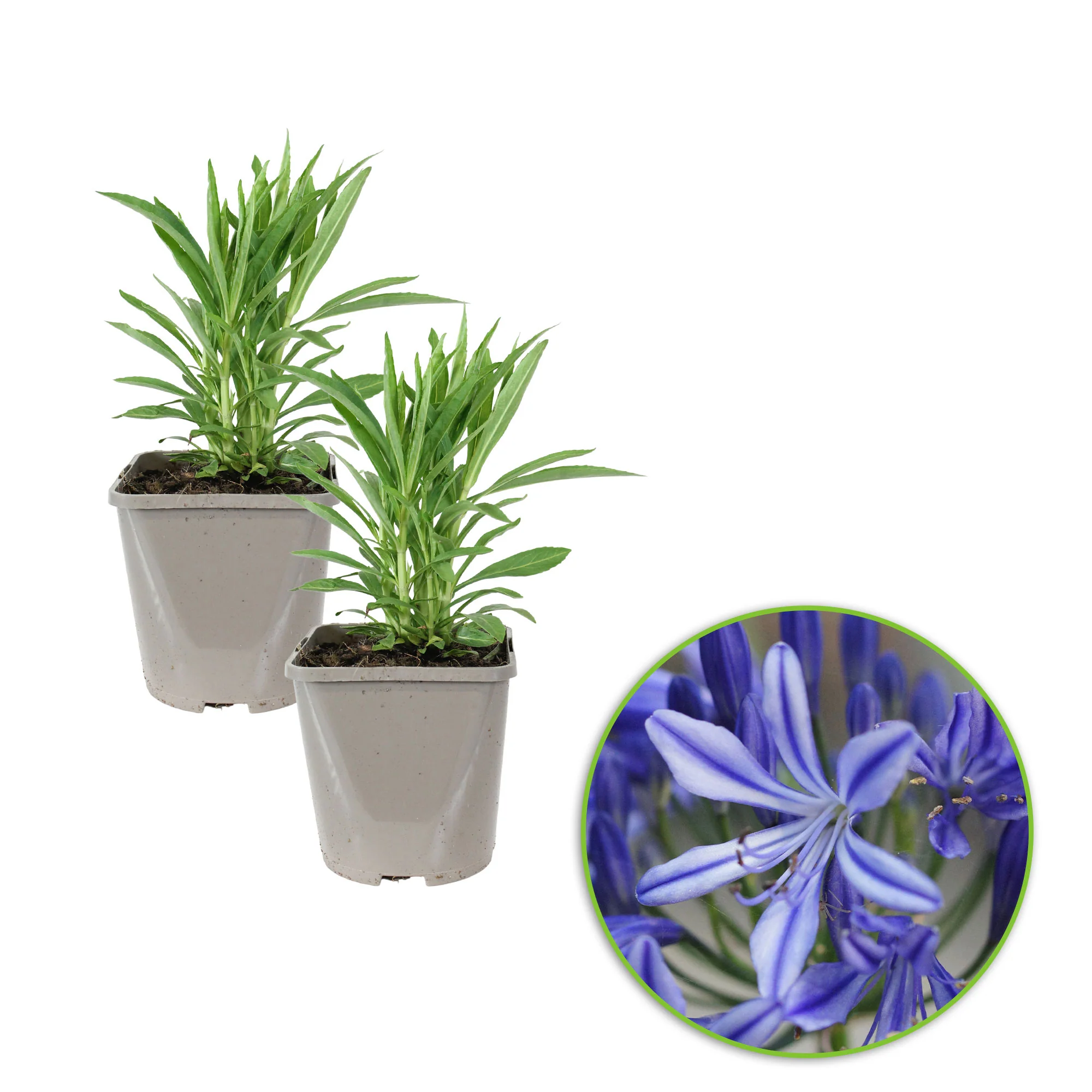 Lis africain Agapanthus 'Charlotte' Bleu - Bio - Image 5