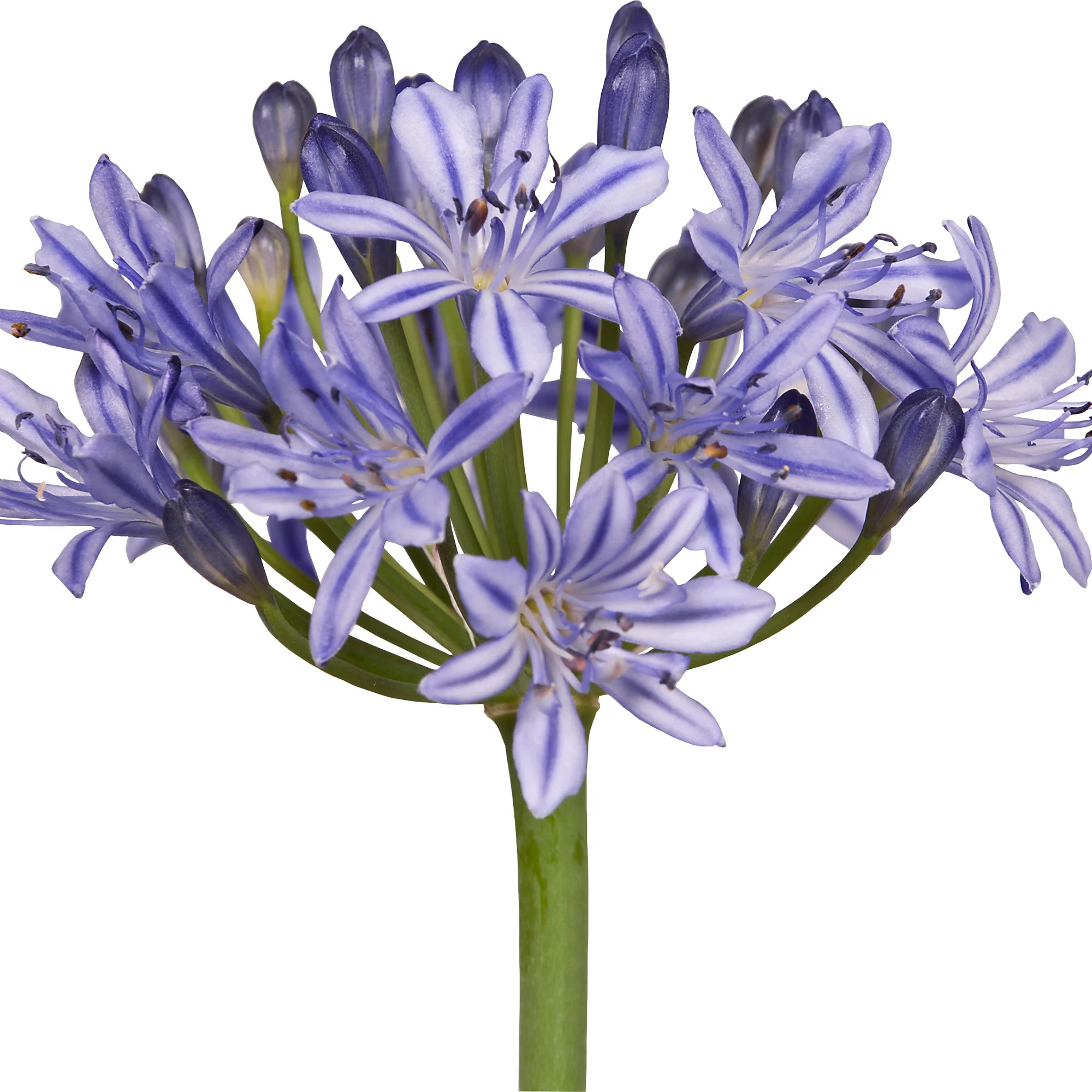 Lis africain Agapanthus 'Summer Love' Bleu - Image 3