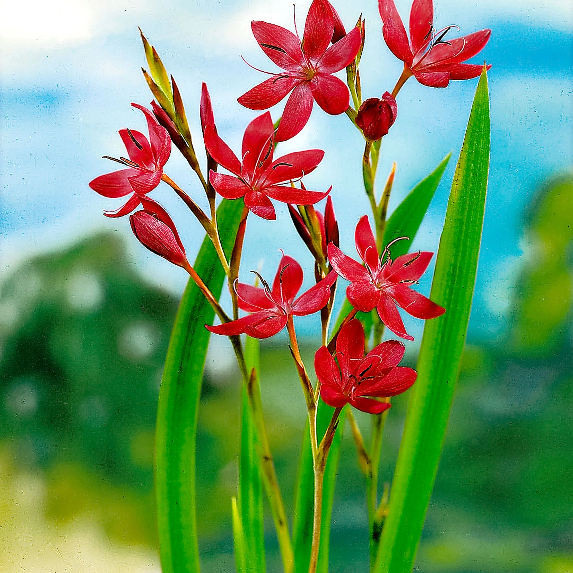 Lis des cafres Schizostylis 'Major' rouge - Plante des marais, Plante de berge