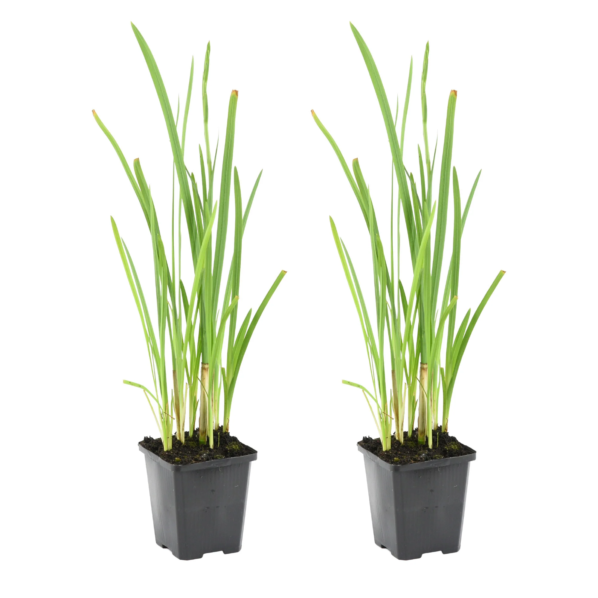 Lis des cafres Schizostylis 'Mrs Hegarty' rouge - Plante des marais, Plante de berge - Image 5