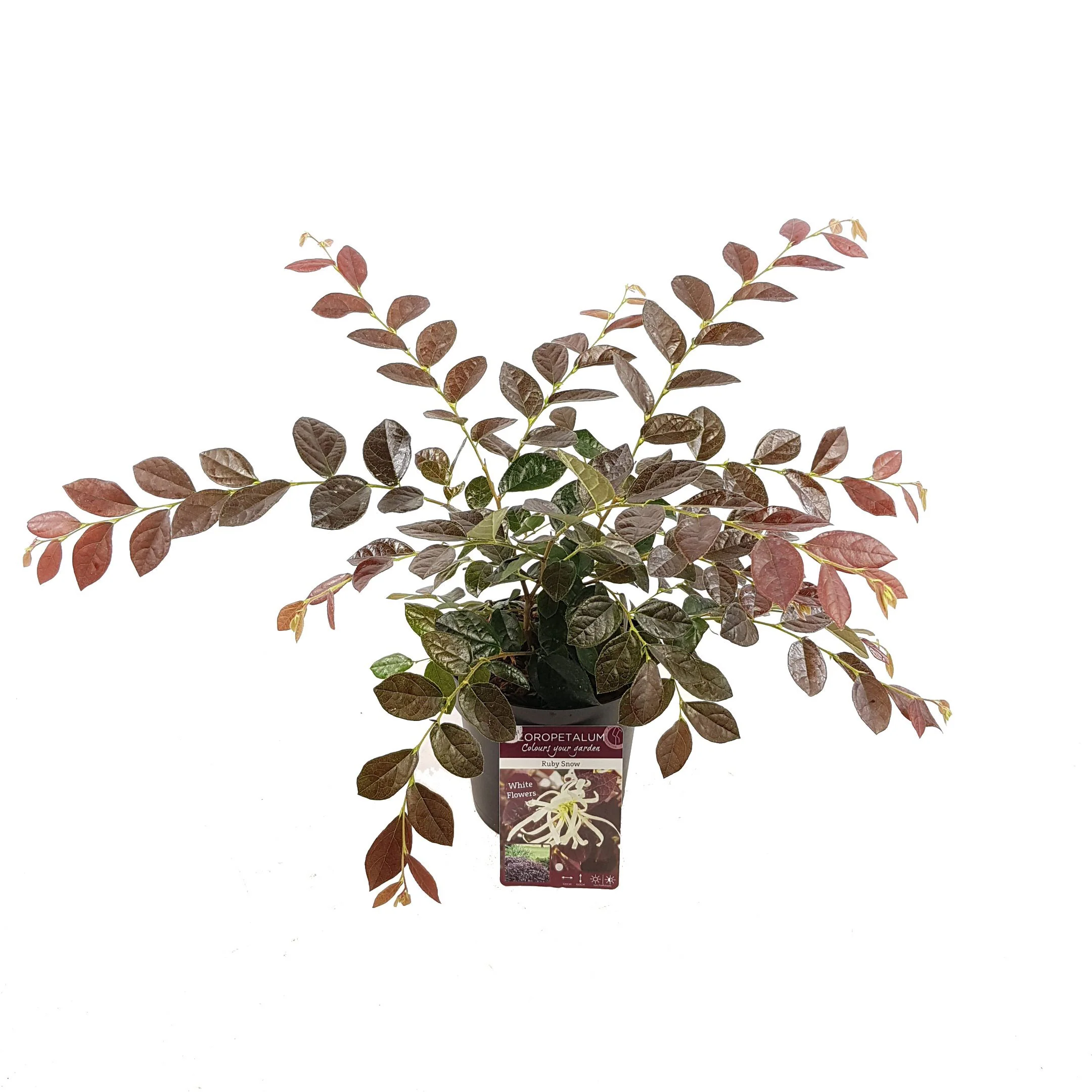 Loropétale de Chine Loropetalum 'Ruby Snow' blanc - Image 4