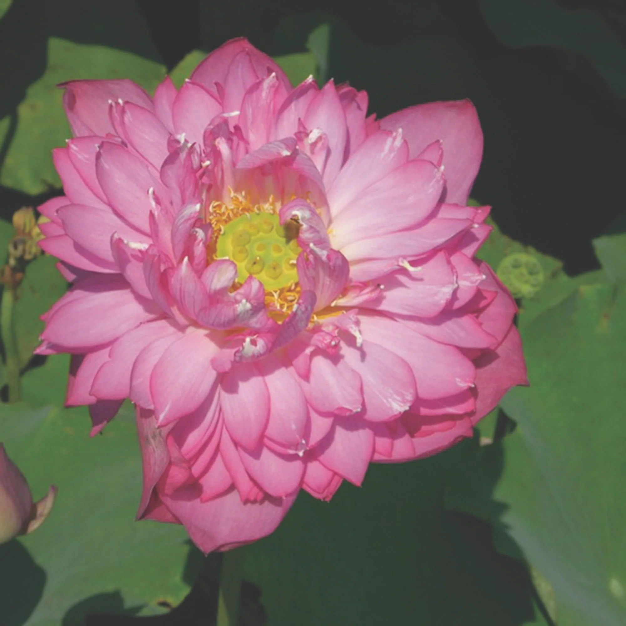 Lotus rouge - Image 2