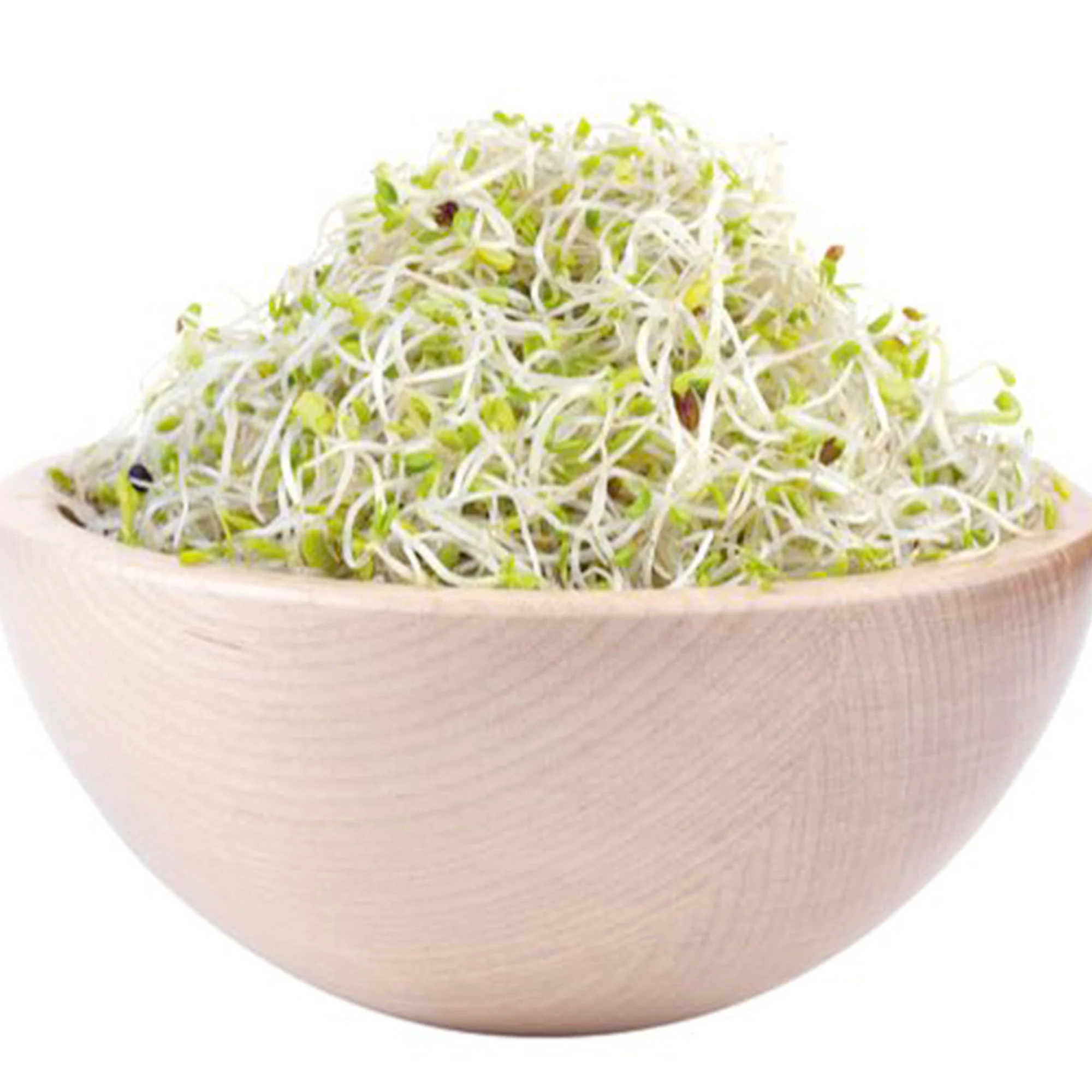 Luzerne Medicago sativa - Biologique - Image 4
