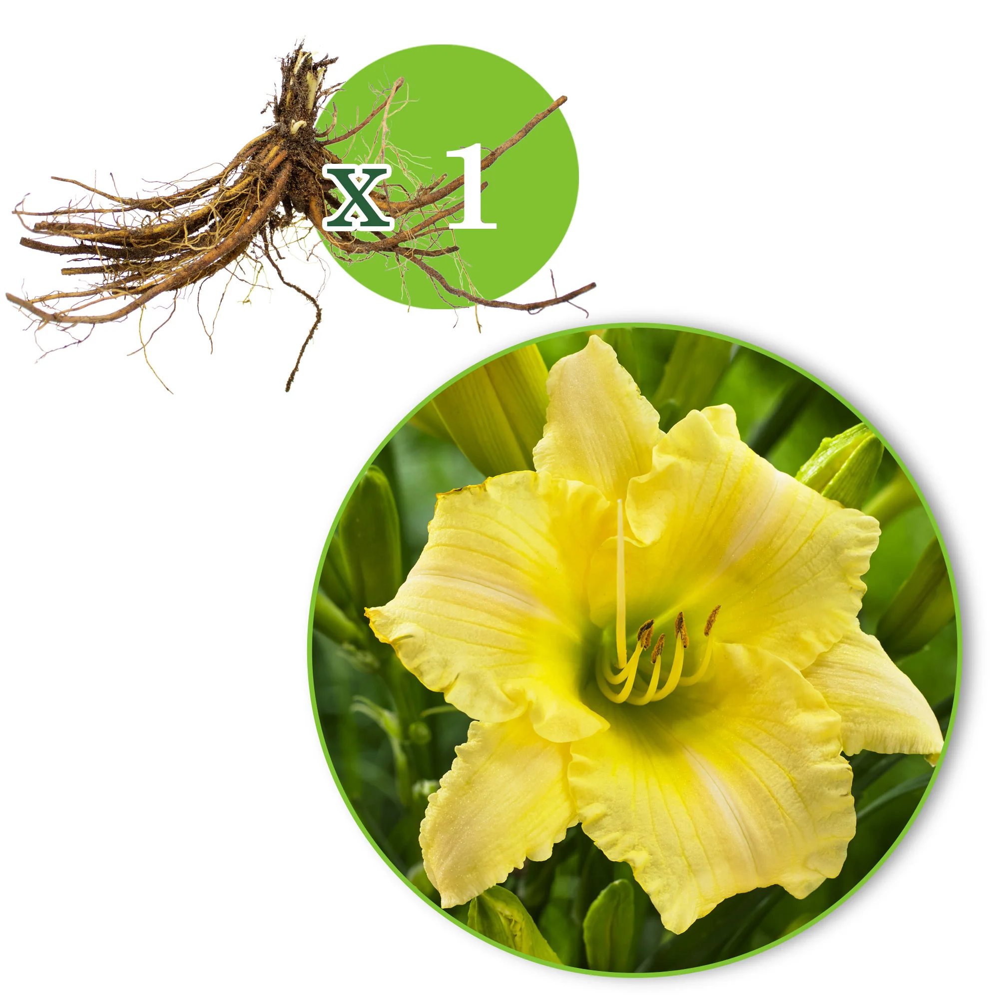 Lys Hemerocallis 'Cream' jaune - Plants à racines nues - Image 5