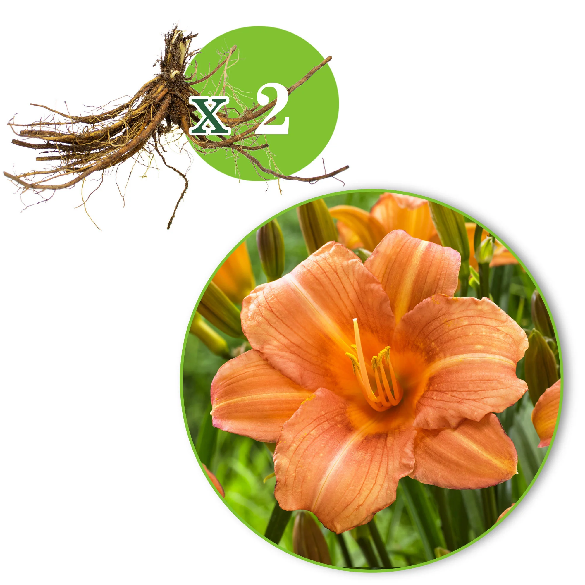 Lys Hemerocallis 'Pink Wing' saumon-orangé - Plants à racines nues - Image 6