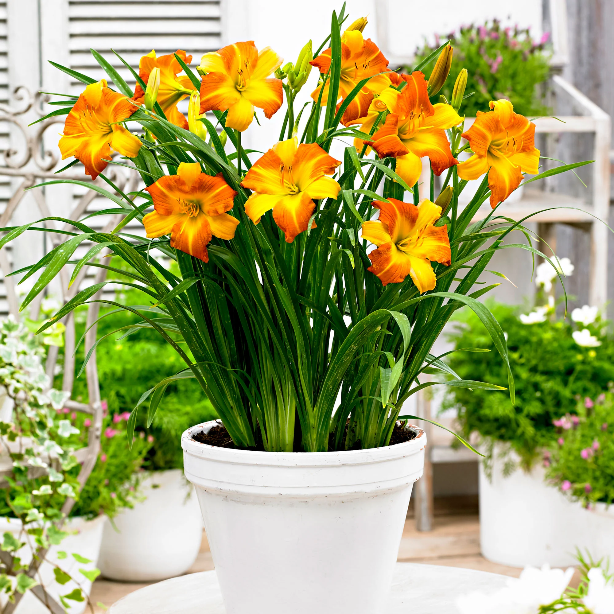 Lys Hemerocallis 'Punch Yellow' jaune-orangé - Plants à racines nues
