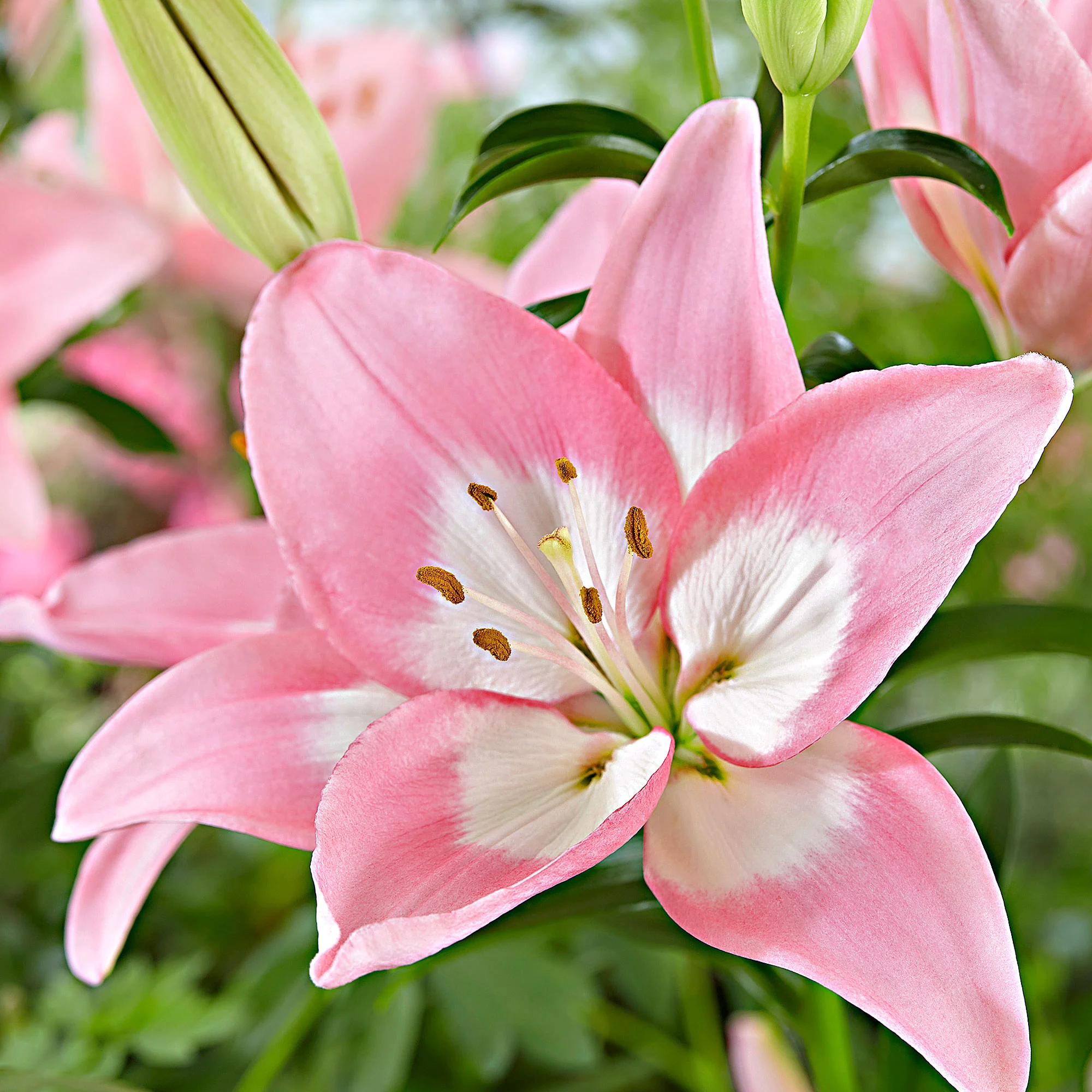 Lys Lilium 'Levi' rose - Image 3