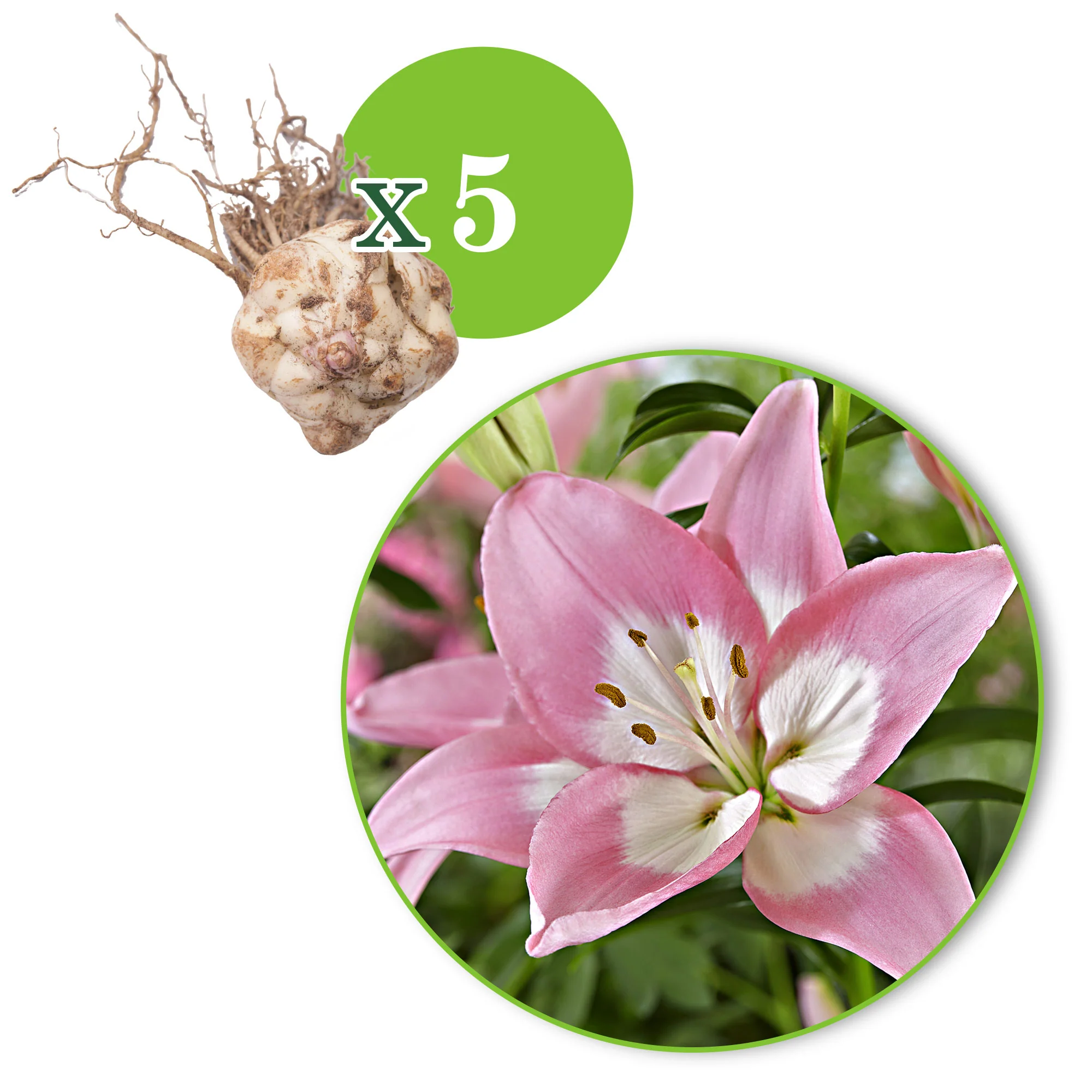 Lys Lilium 'Levi' rose - Image 5
