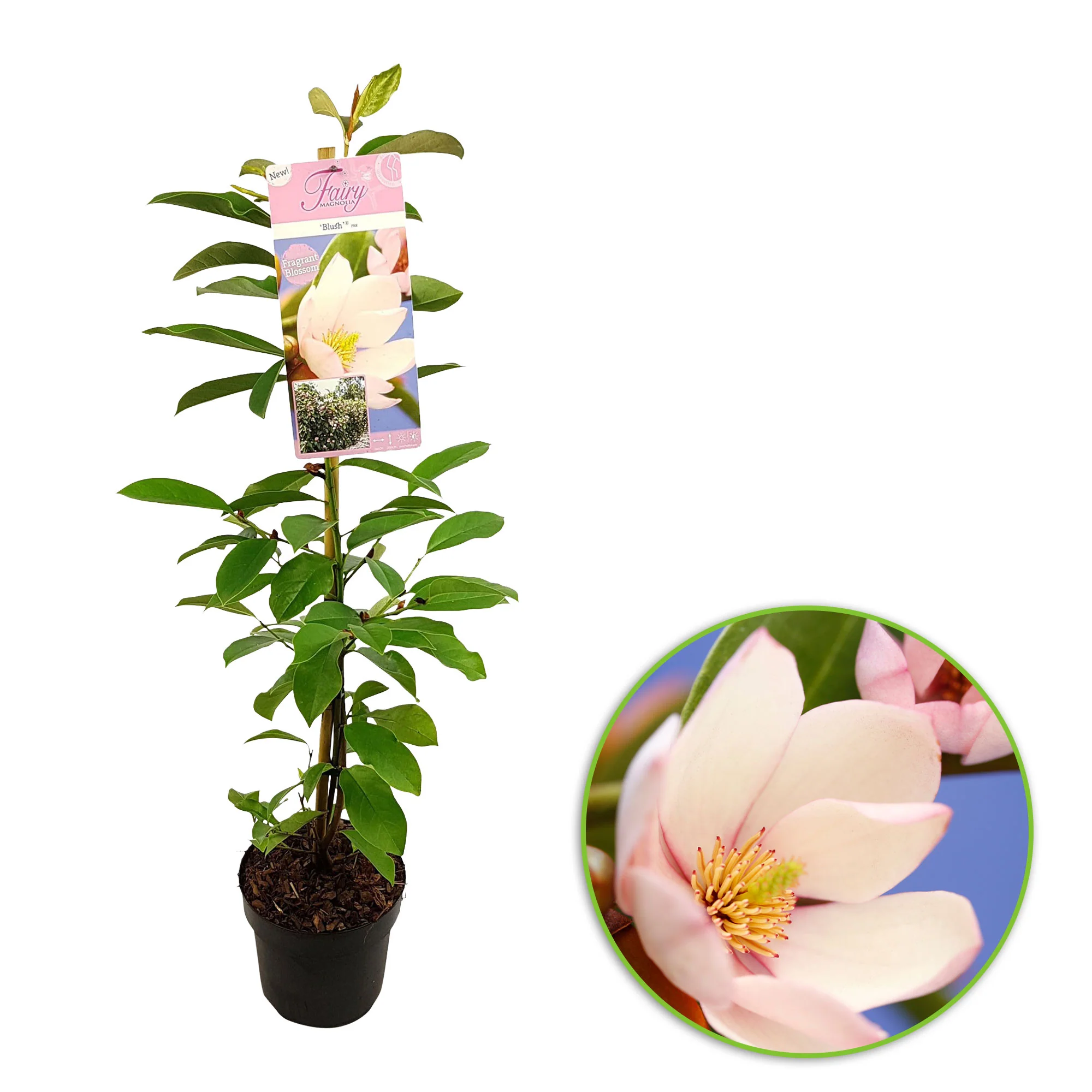 Magnolia Michelia 'Fairy Magnolia Blush' violet-blanc - Image 5