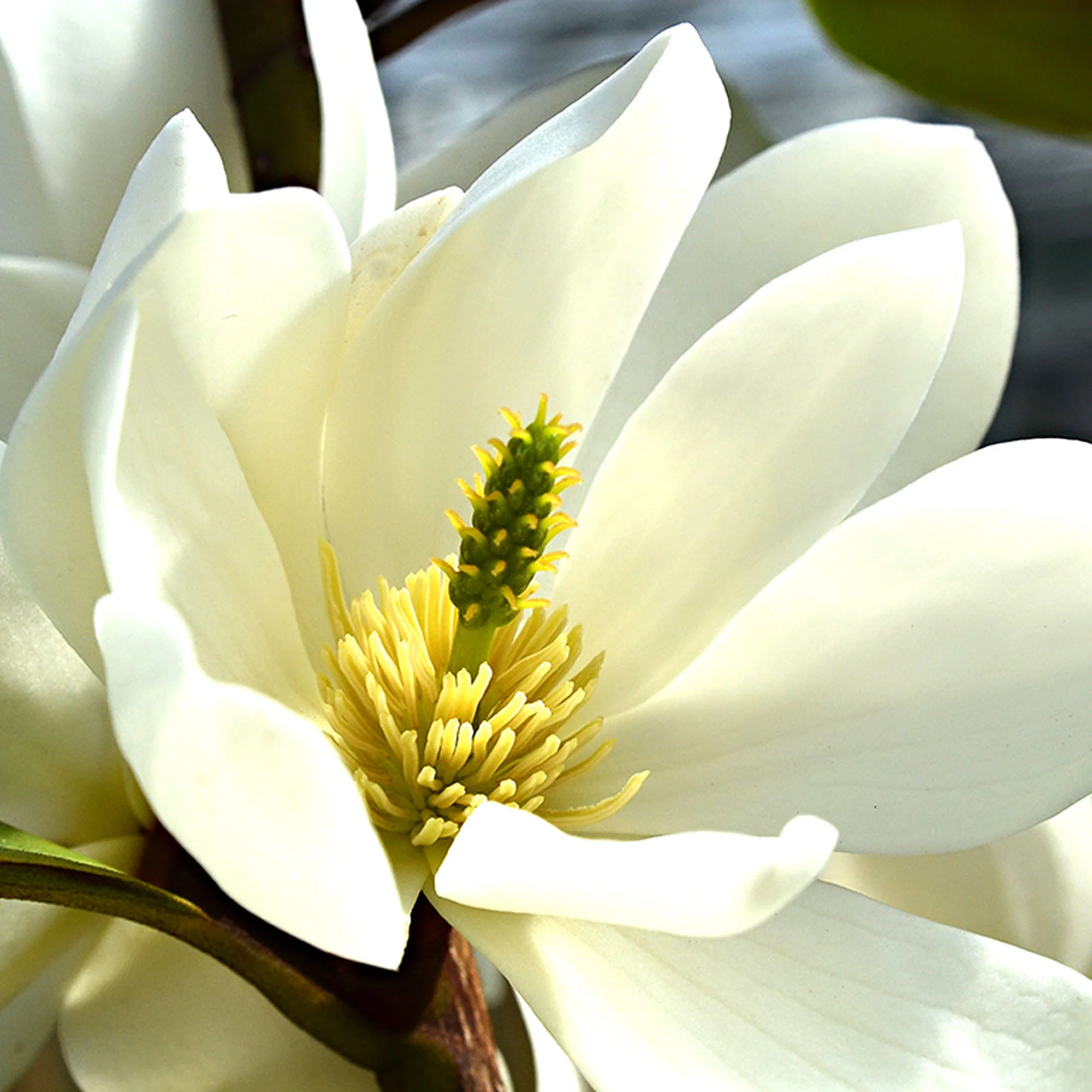 Magnolia Michelia 'Fairy Magnolia White' vert-blanc - Image 2