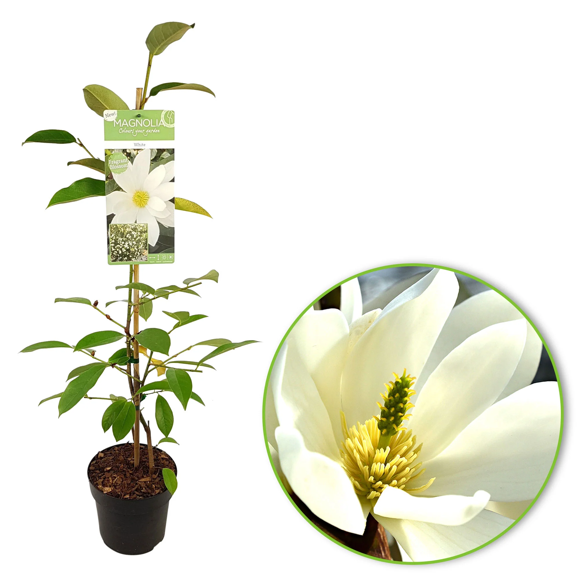 Magnolia Michelia 'Fairy Magnolia White' vert-blanc - Image 3