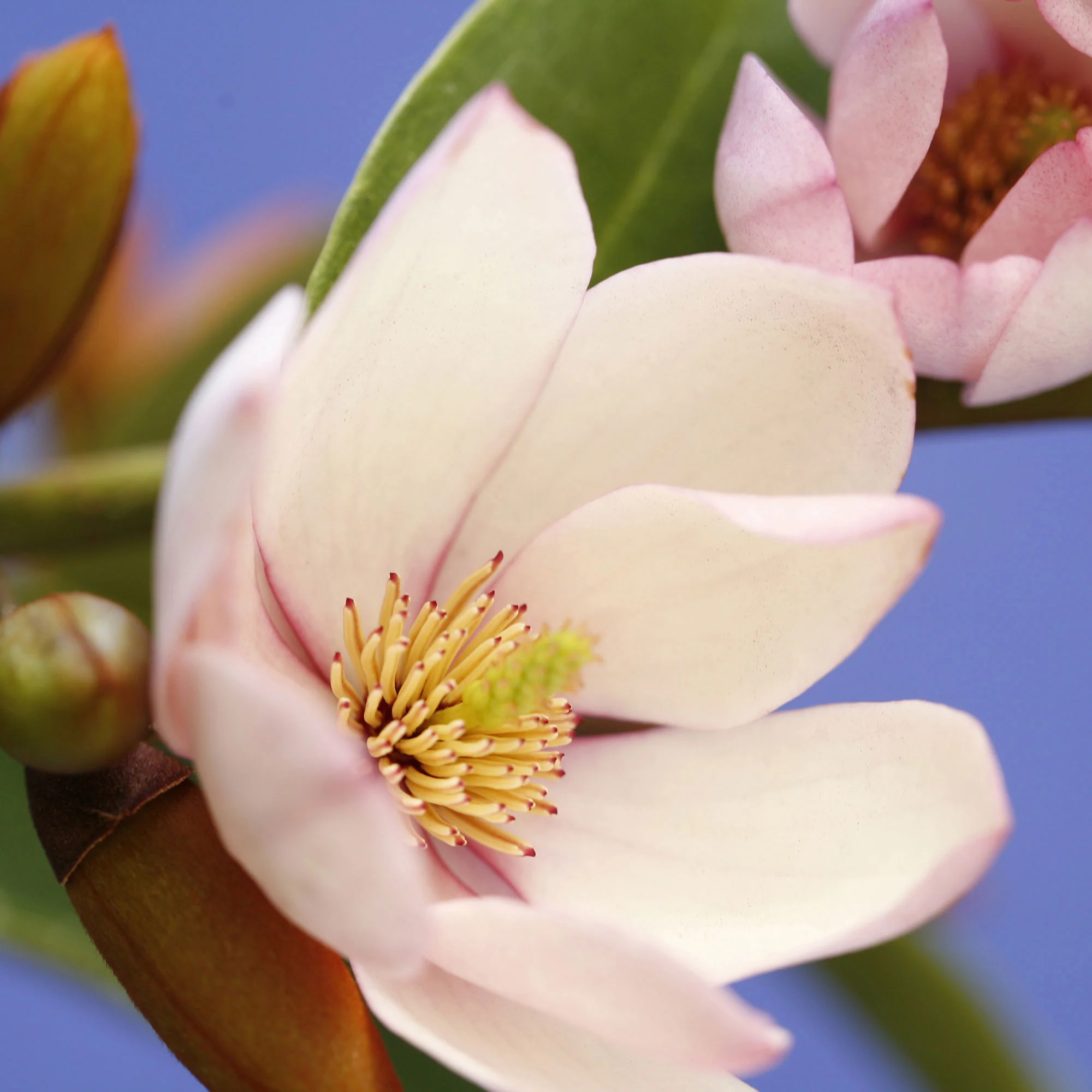 Magnolia Michelia hybride 'Fairy Magnolia Blush' incl. Elho Loft urban blanc - Image 2