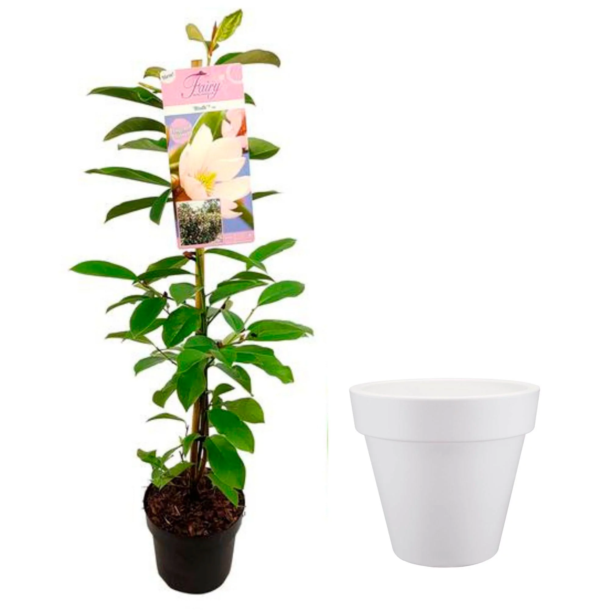 Magnolia Michelia hybride 'Fairy Magnolia Blush' incl. Elho Loft urban blanc - Image 3