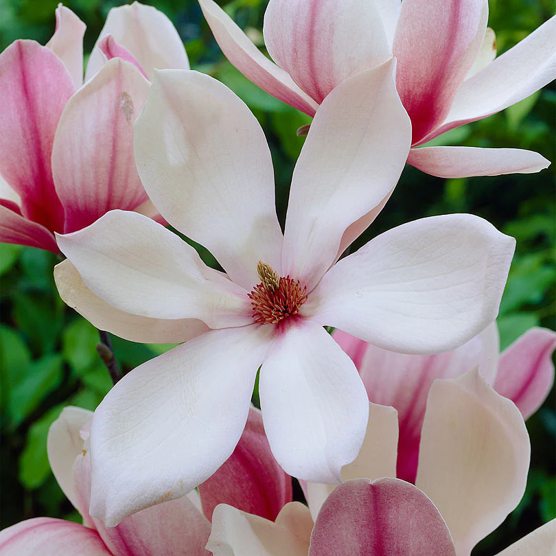 Magnolia 'Red Lucky' rouge-rose - Image 3