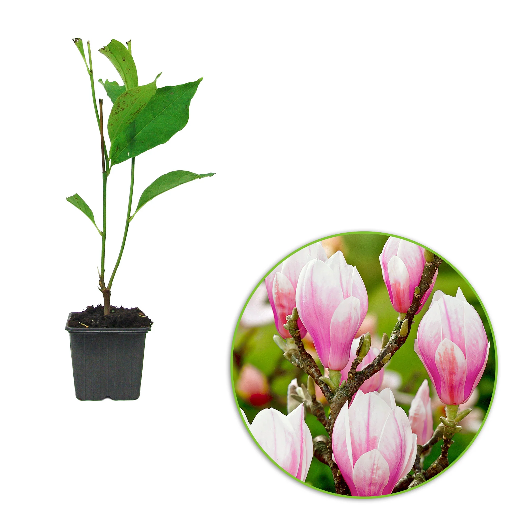 Magnolia Soulangeana - Image 2