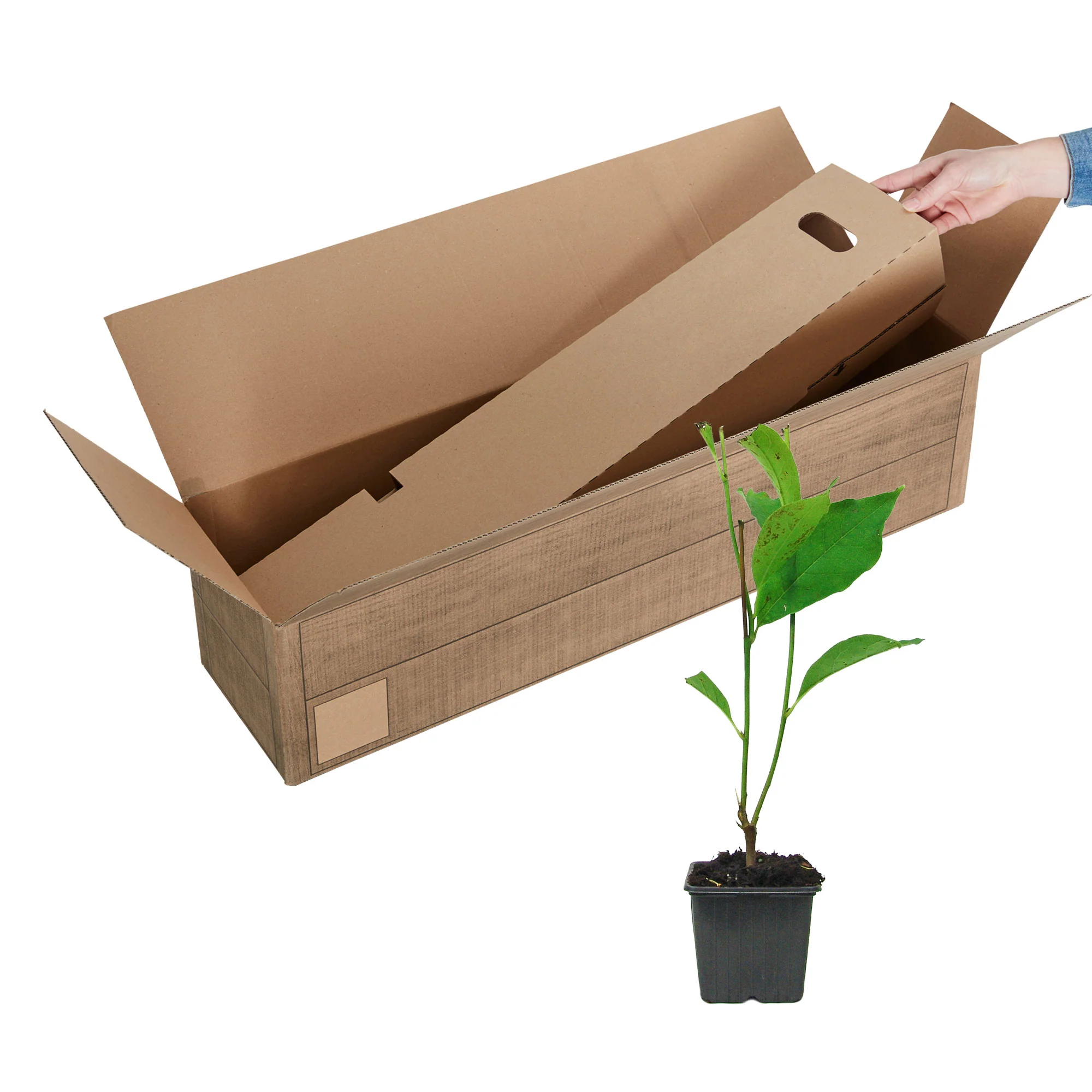 Magnolia Soulangeana - Image 3
