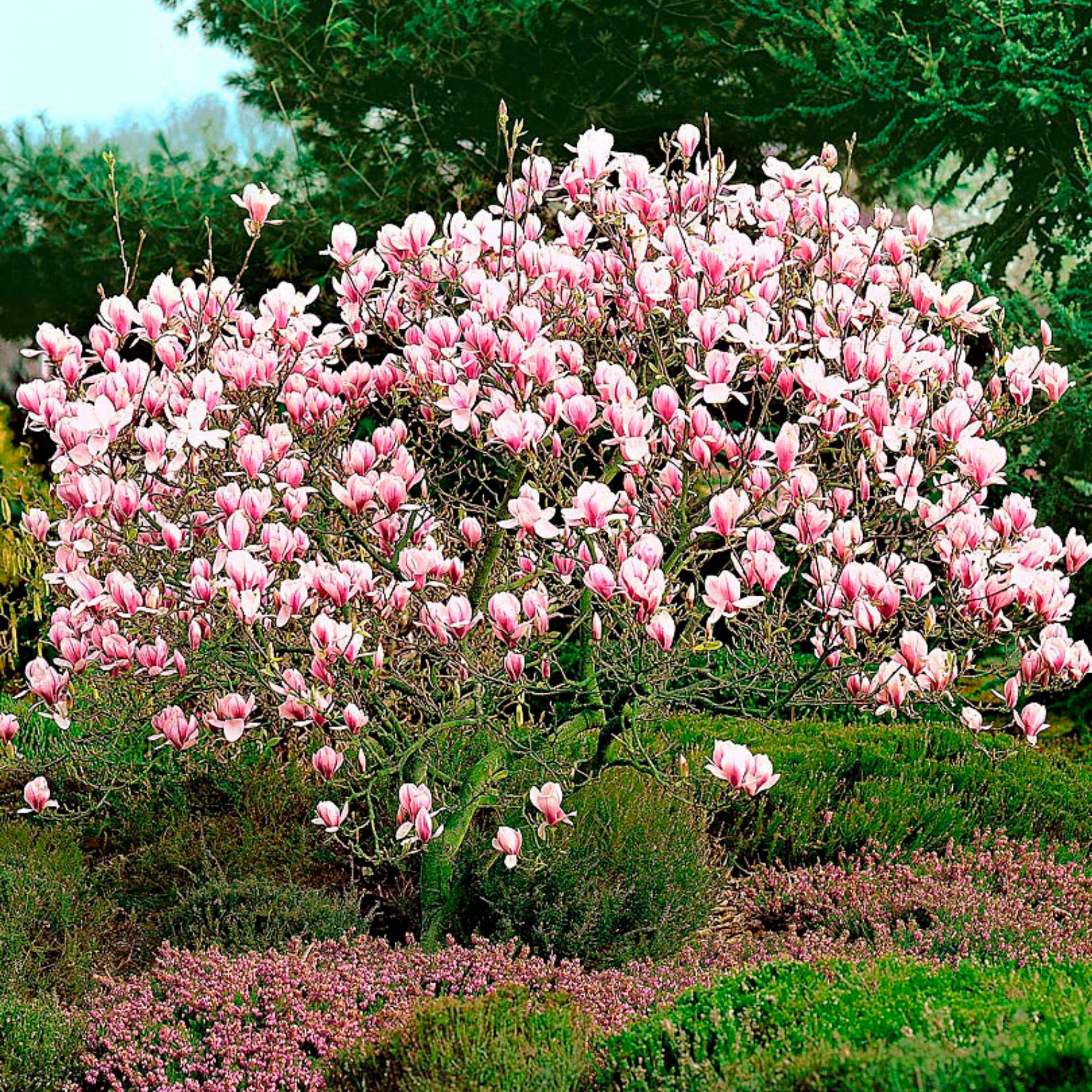 Magnolia  soulangeana Rose - Image 2