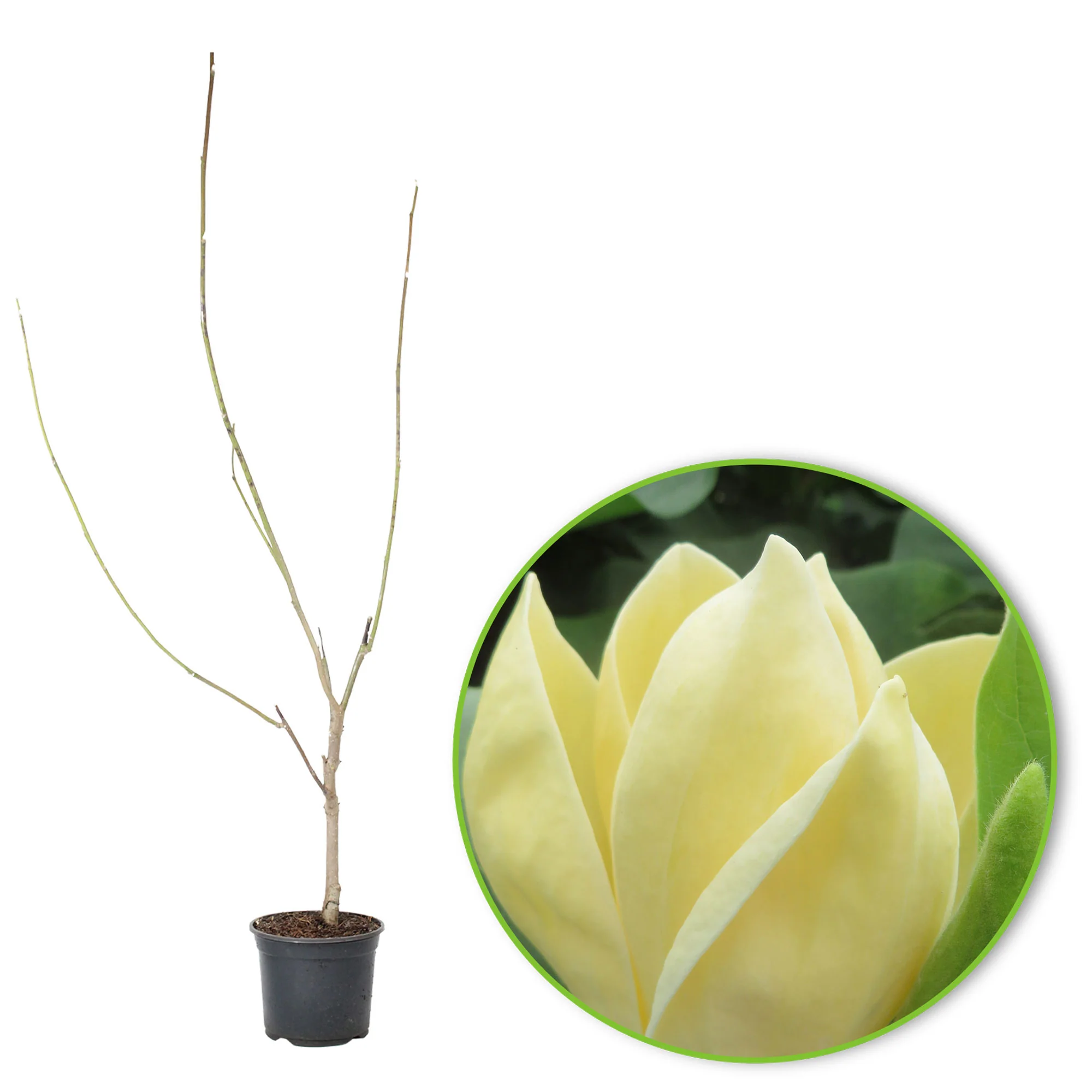 Magnolia 'Yellow Bird' jaune - Image 4