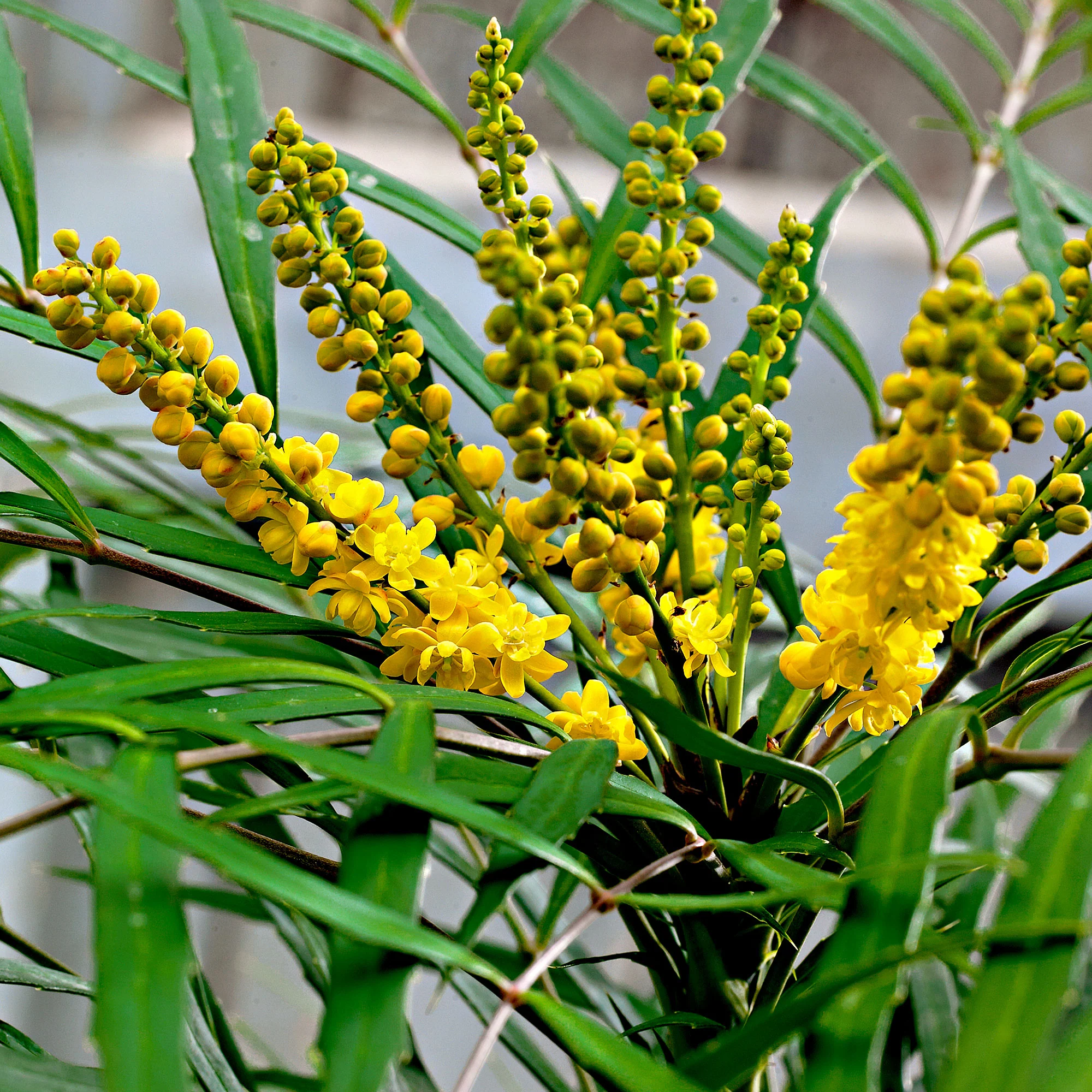 Mahonia chinois Mahonia 'Soft Caress' jaune - Image 4