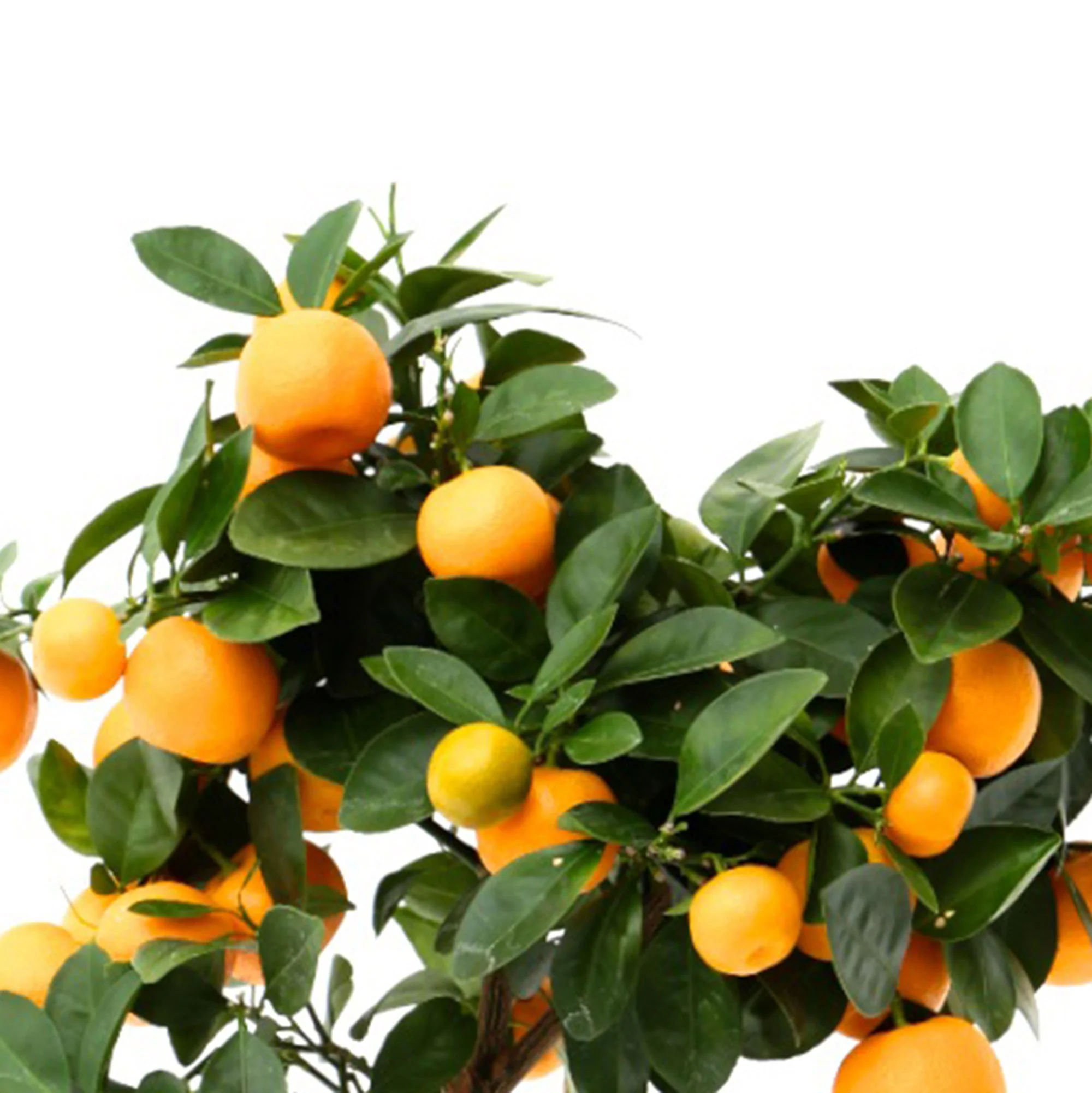 Mandarinier Citrus mitis 'Calamondin' avec cache-pot en pierre - Image 2