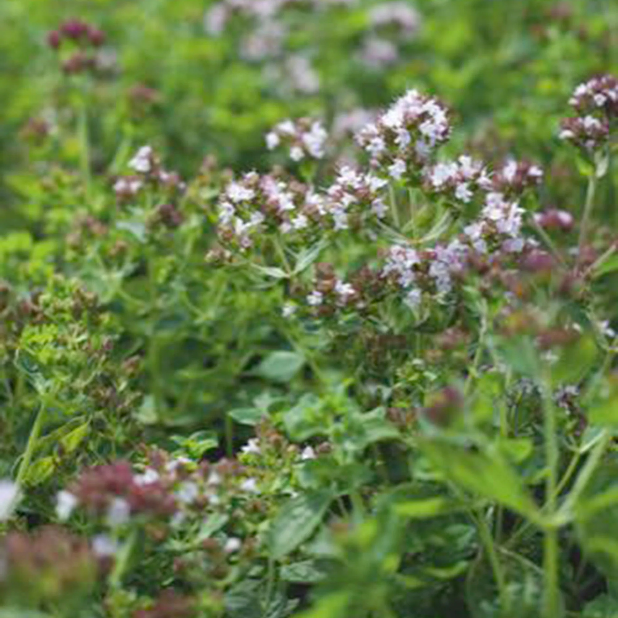 Marjolaine Origanum vulgare - Biologique 10 m² - Semences d’herbes