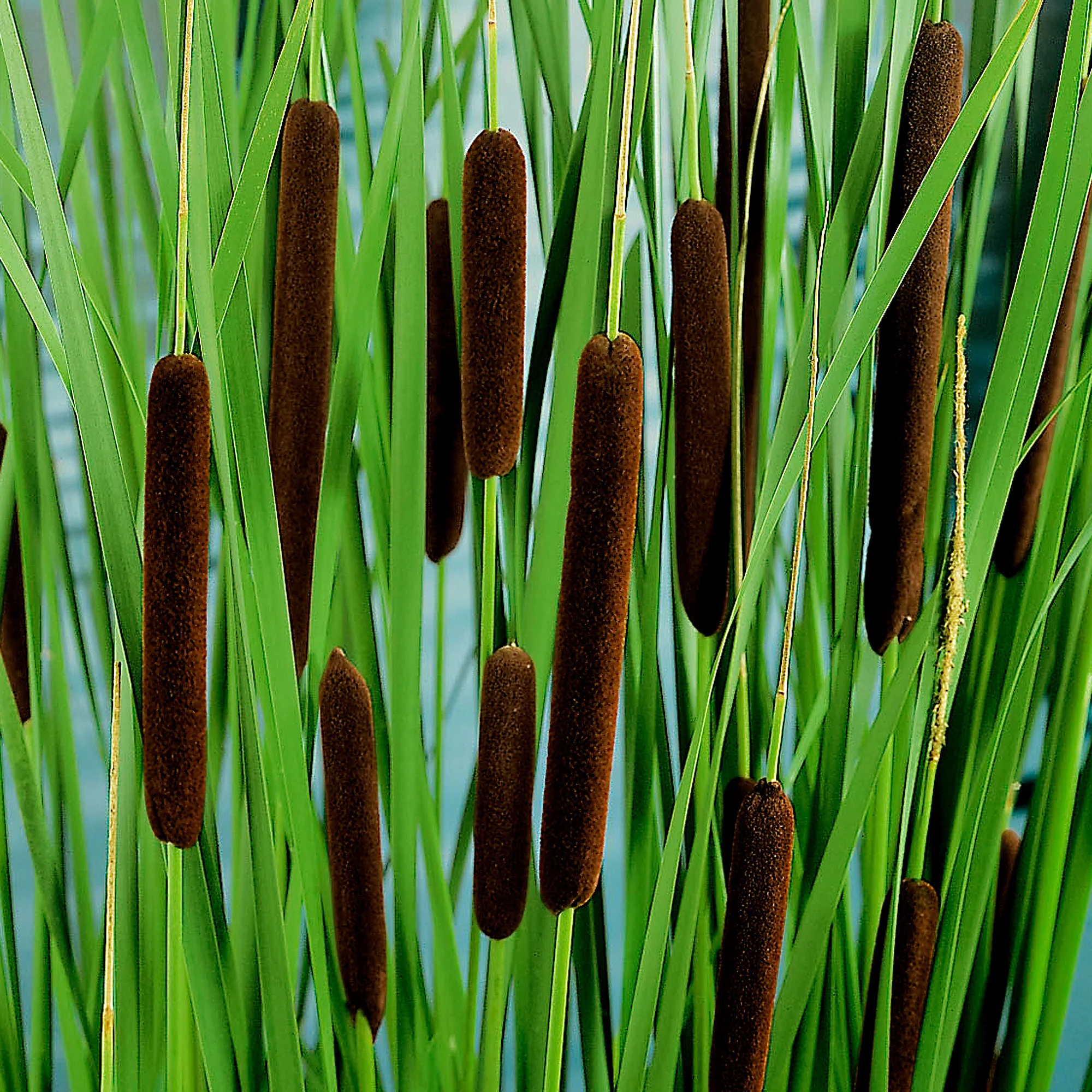 Massette à feuilles étroites Typha angustifolia marron - Plante des marais, Plante aquatique - Image 3