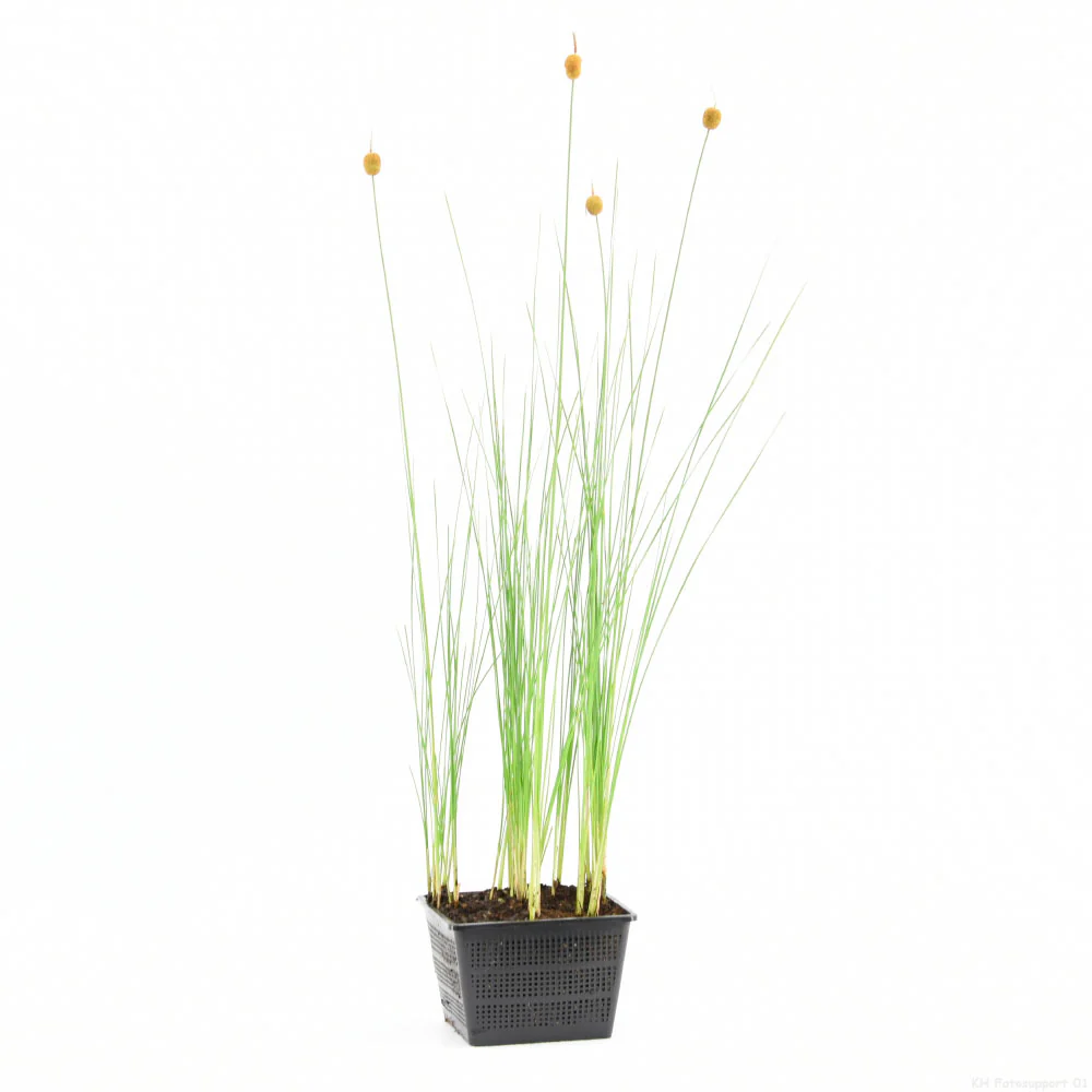 Massette naine Typha minima marron - Plante des marais - Image 3