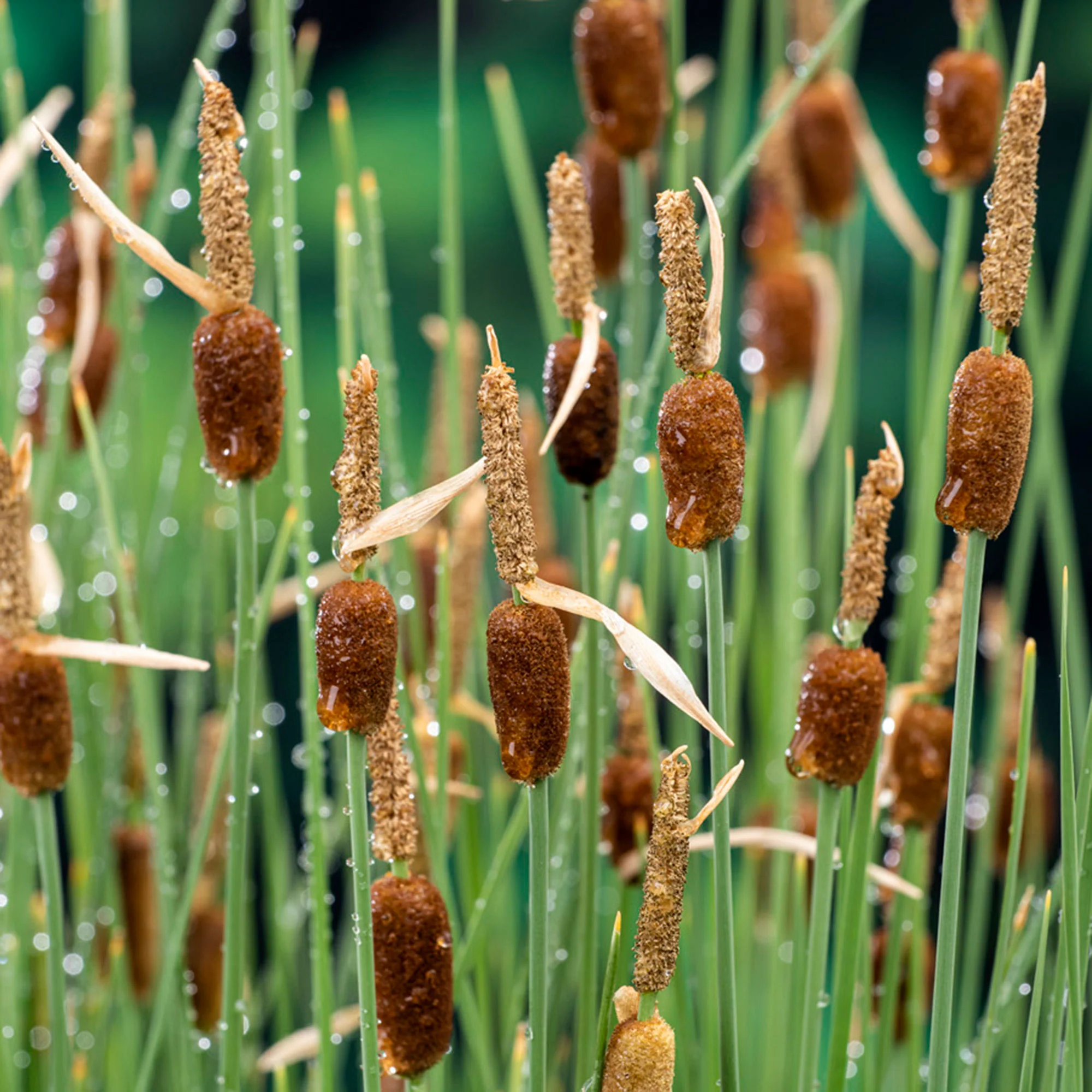 Massette naine Typha minima marron - Plante des marais - Image 7