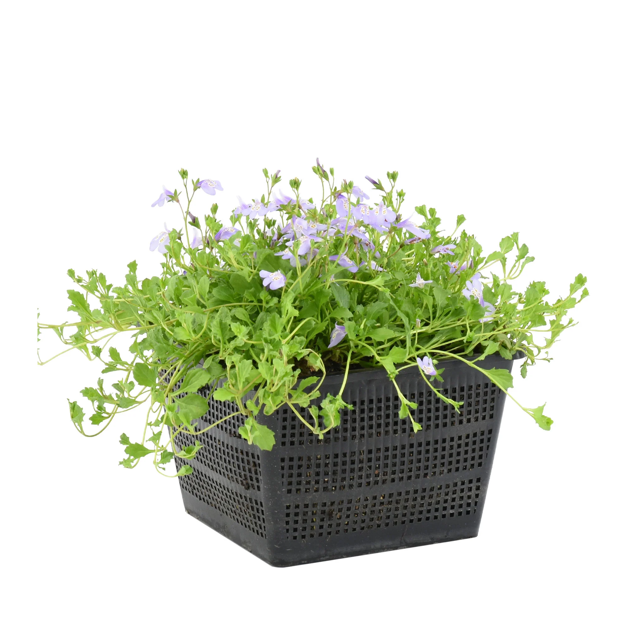 Mazus reptans 'Blue' violet - Image 9