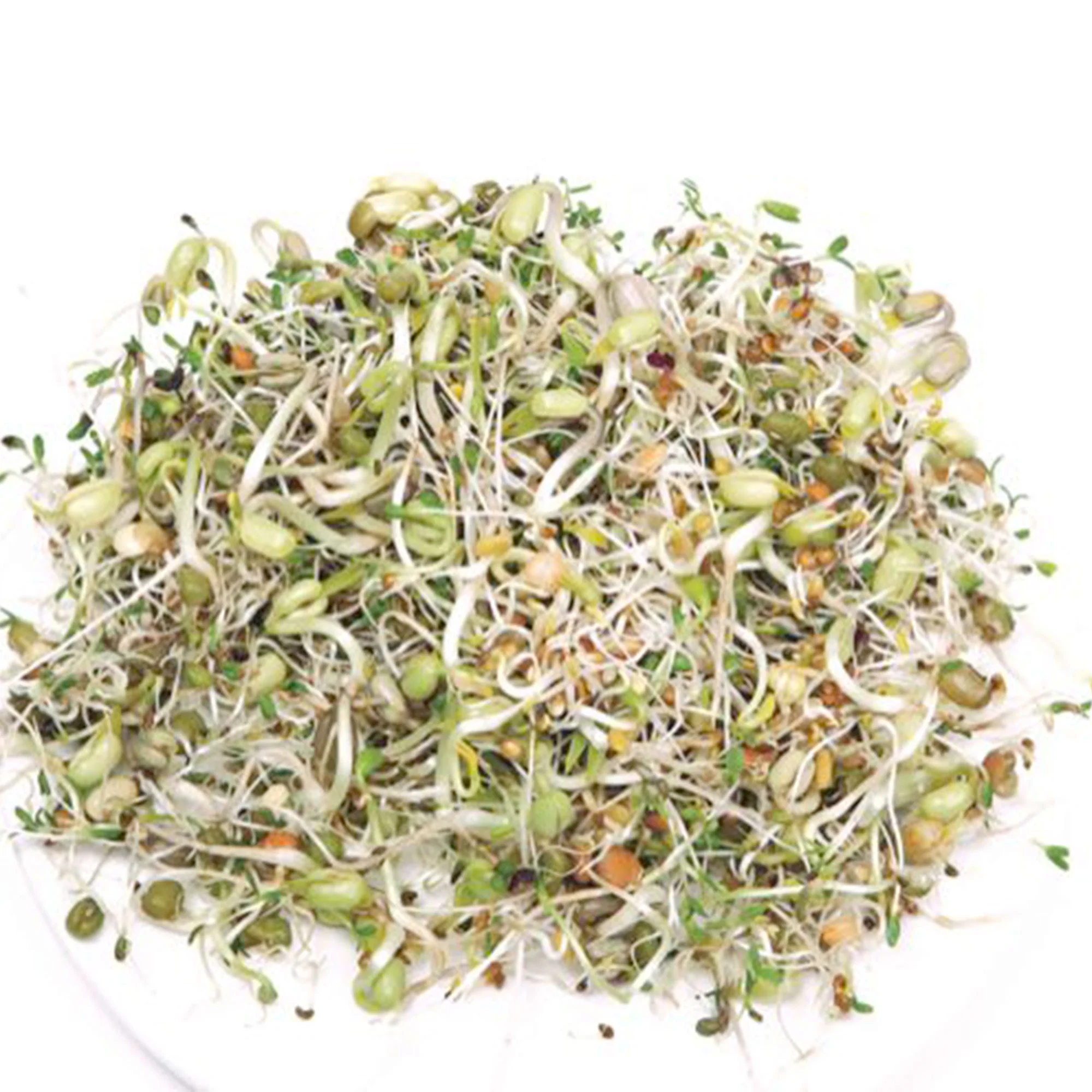 Mélange de graines à germer - Biologique - Semences de légumes - Image 2
