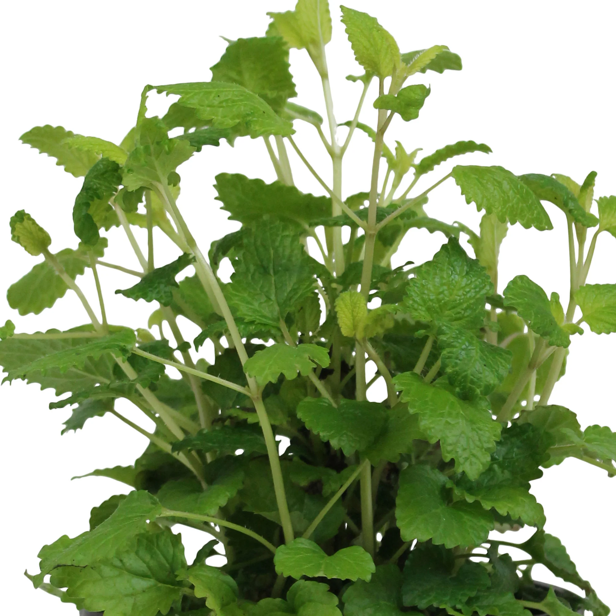 Mélisse citronnelle Melissa officinalis - Biologique - Image 3