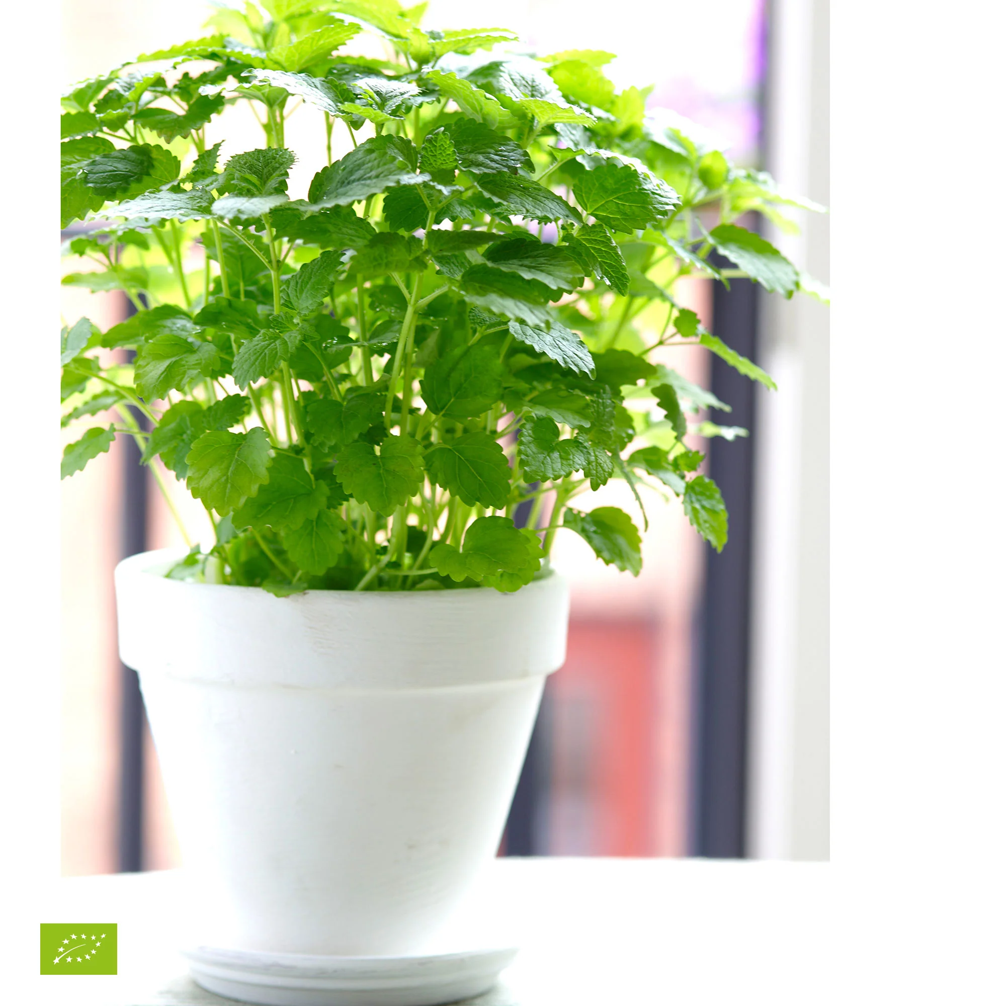 Mélisse citronnelle Melissa officinalis - Biologique - Image 7