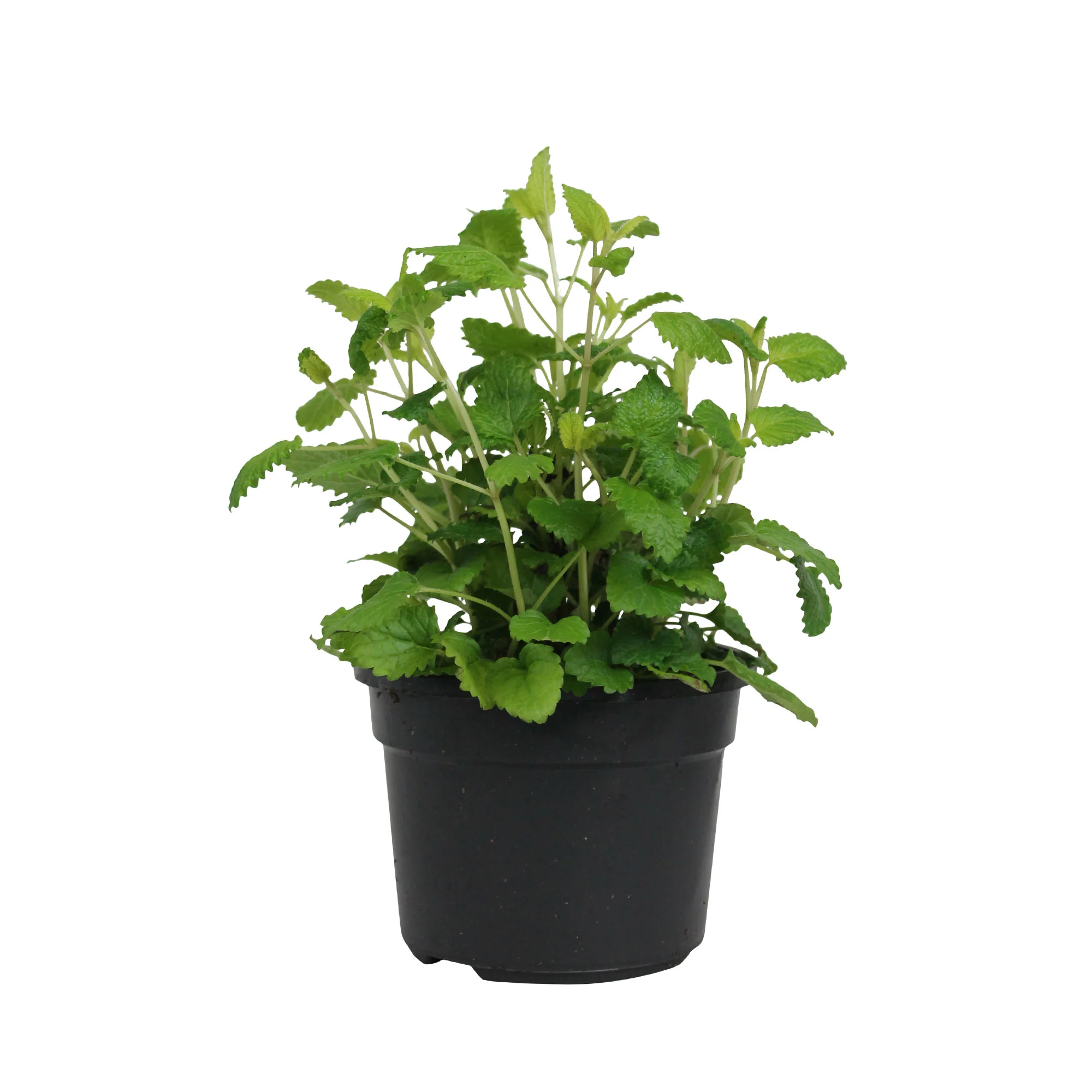 Mélisse citronnelle Melissa officinalis - Biologique - Image 9