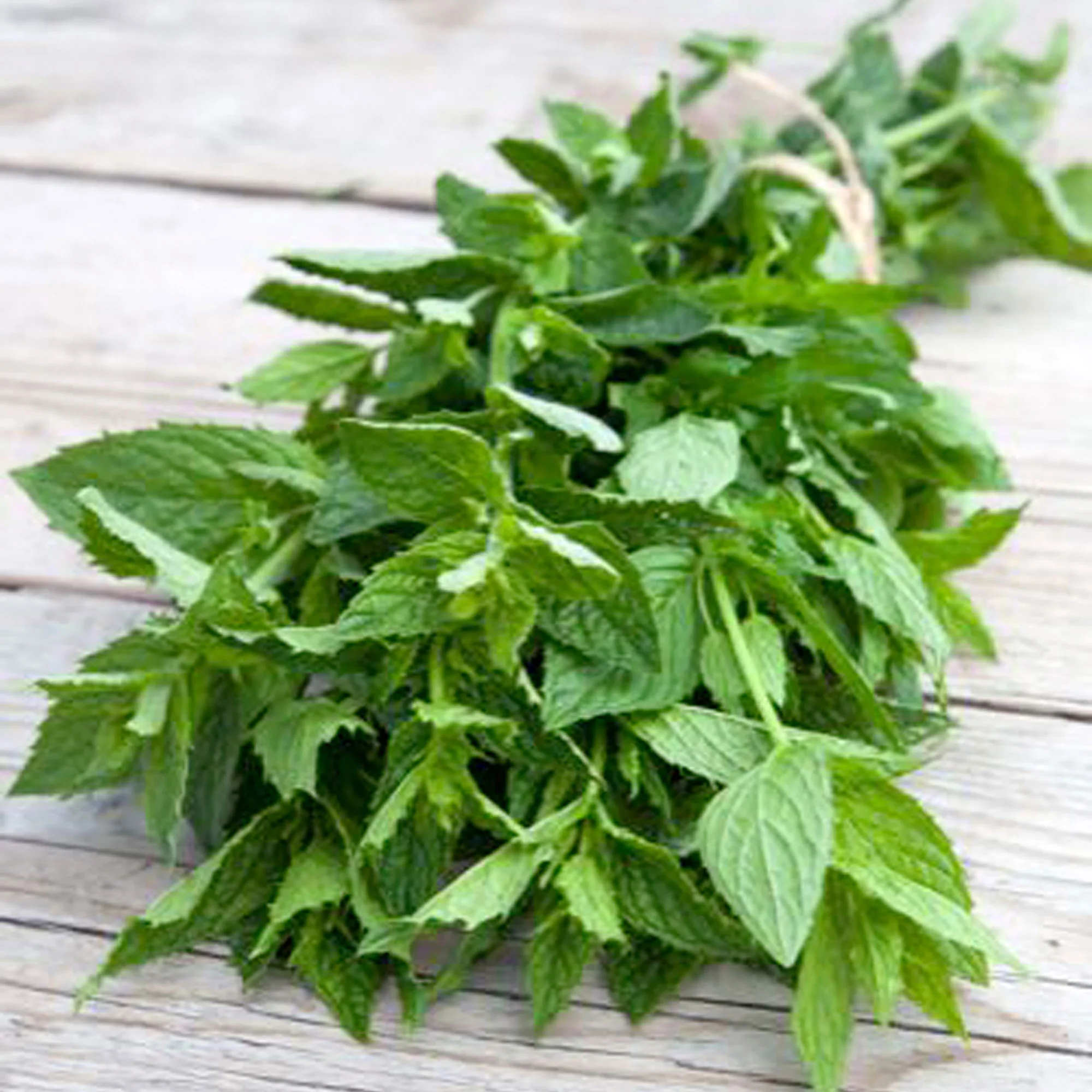 Menthe Crepue Mentha spicata 10 m² - Semences d’herbes - Image 5